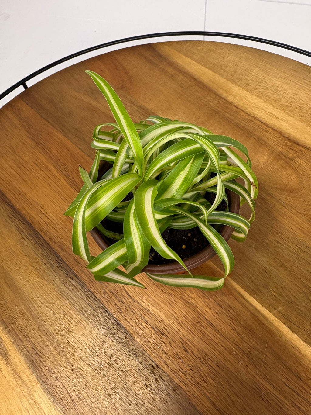 🌿Tiny Spider Plant🌿