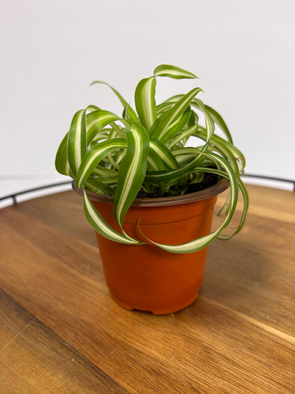 🌿Tiny Spider Plant🌿