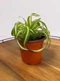 🌿Tiny Spider Plant🌿