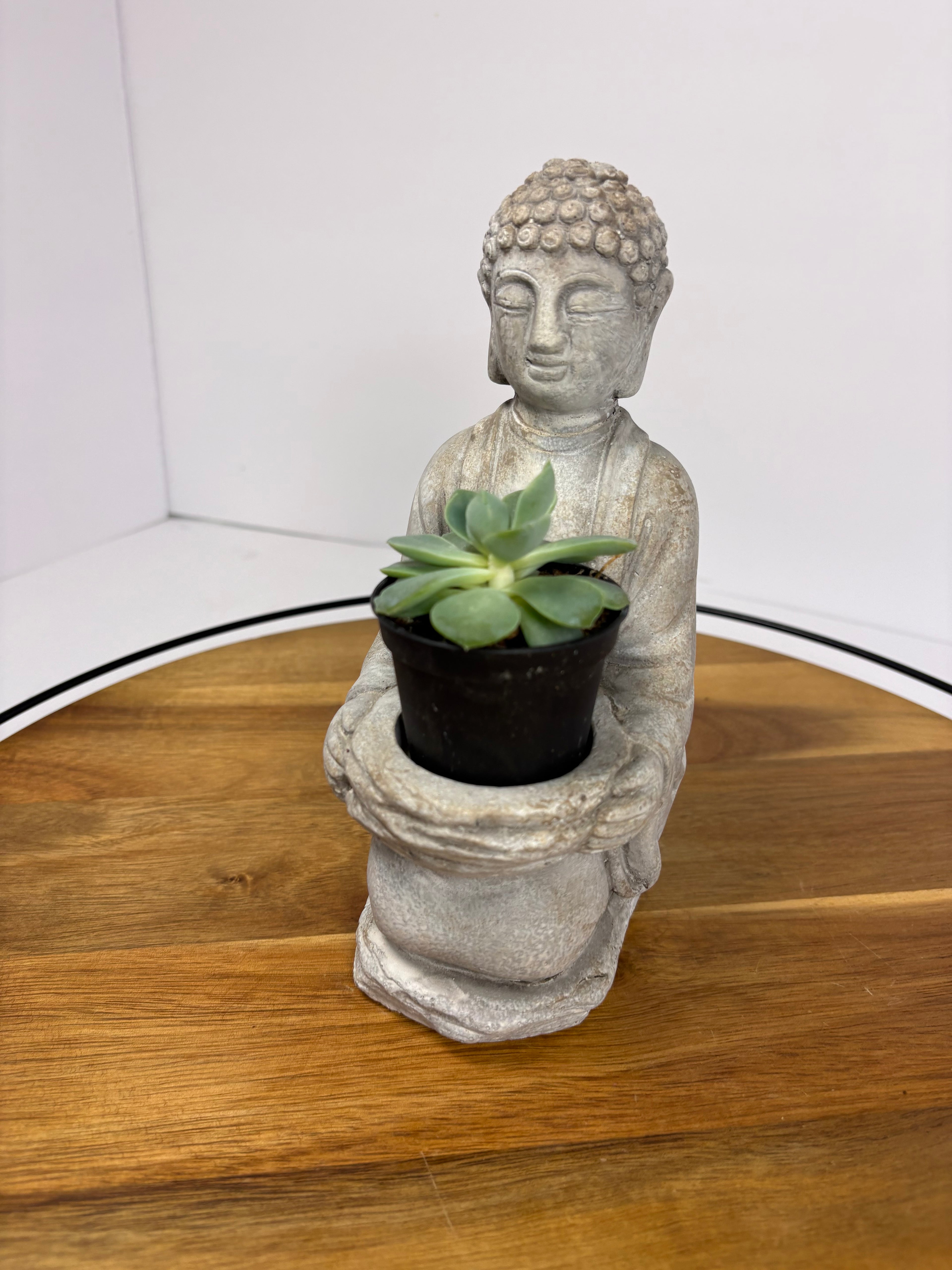 🌿Buddha Statues with Live Succulent🌿