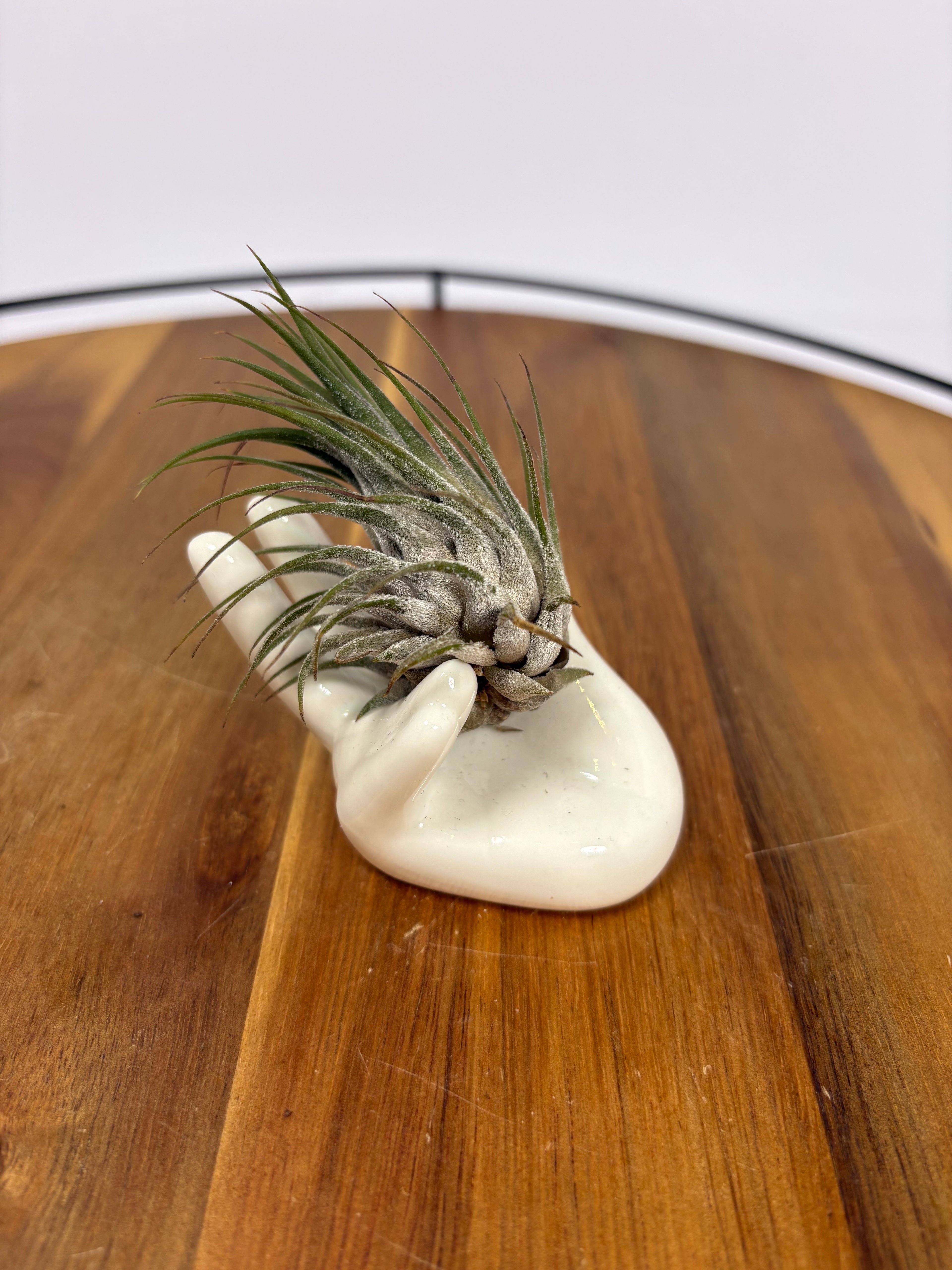 🌿Air Plant 'Tilandsia' in Ceramic Hand Holder🌿