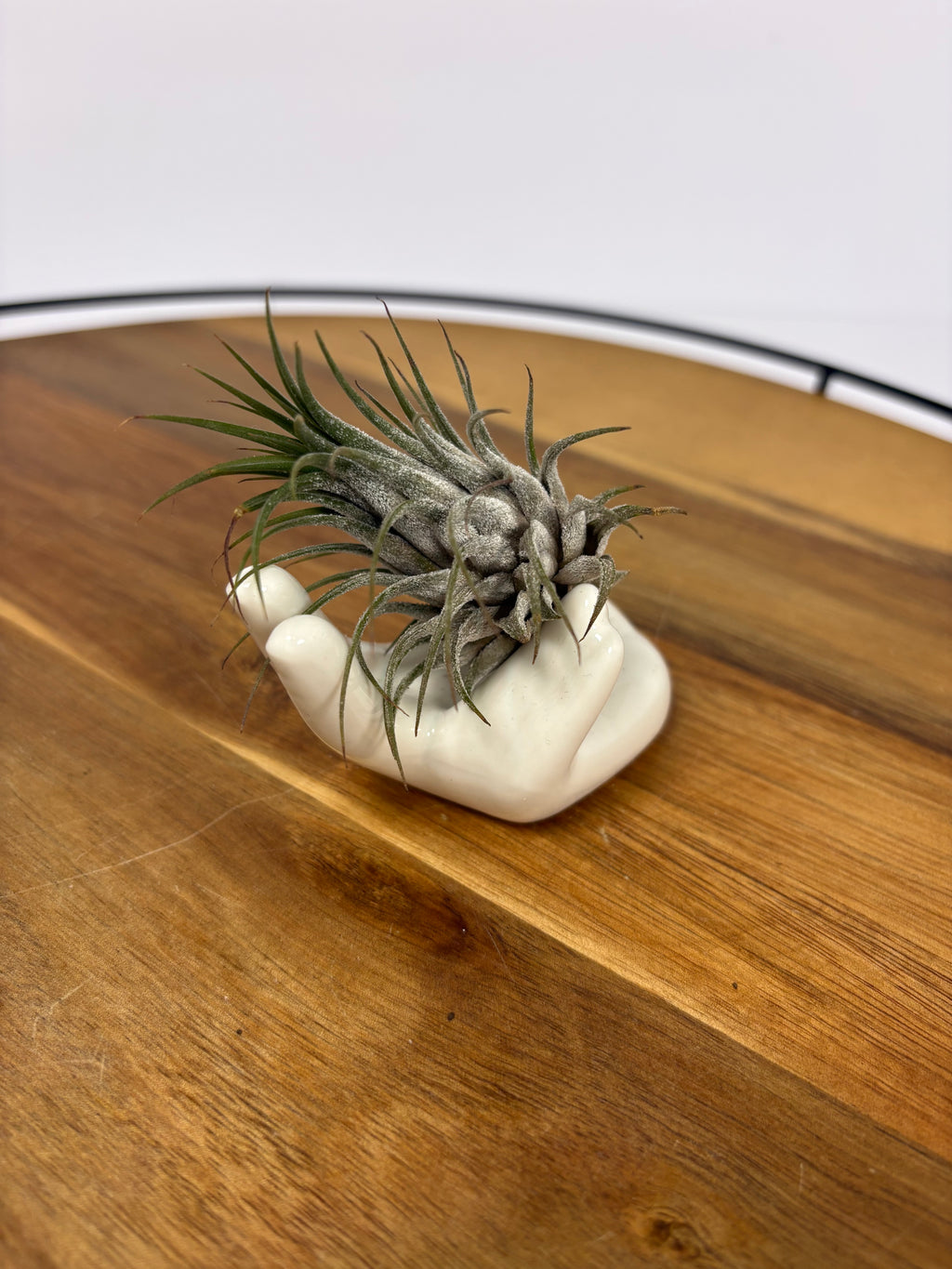 🌿Air Plant 'Tilandsia' in Ceramic Hand Holder🌿