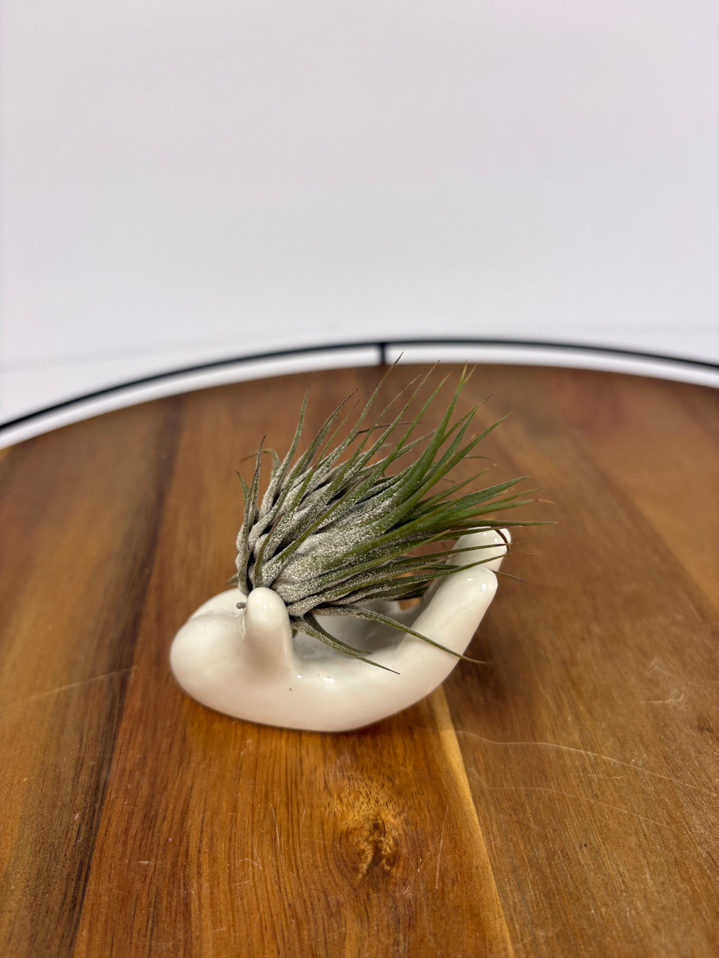 🌿Air Plant 'Tilandsia' in Ceramic Hand Holder🌿
