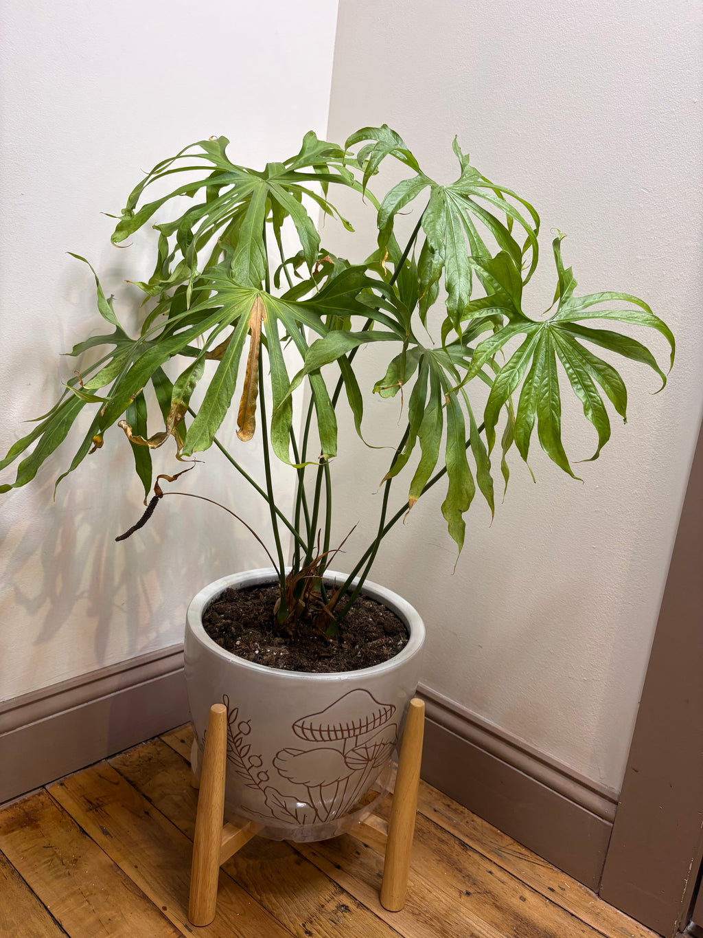 🌿Lady Fingers (Anthurium pedatoradiatum) 10in Ceramic Pot w/ Stand🌿