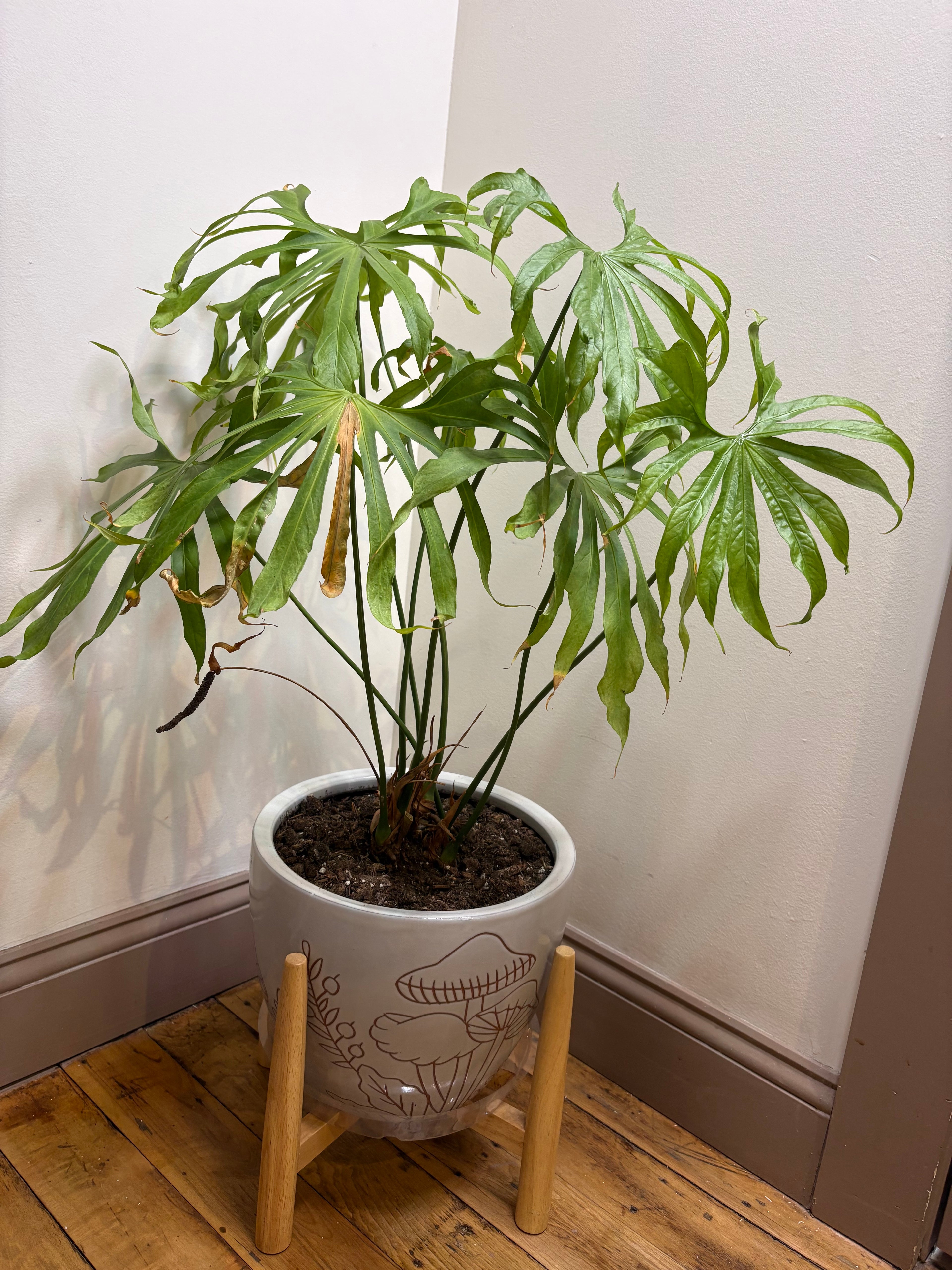 🌿Lady Fingers (Anthurium pedatoradiatum) 10in Ceramic Pot w/ Stand🌿