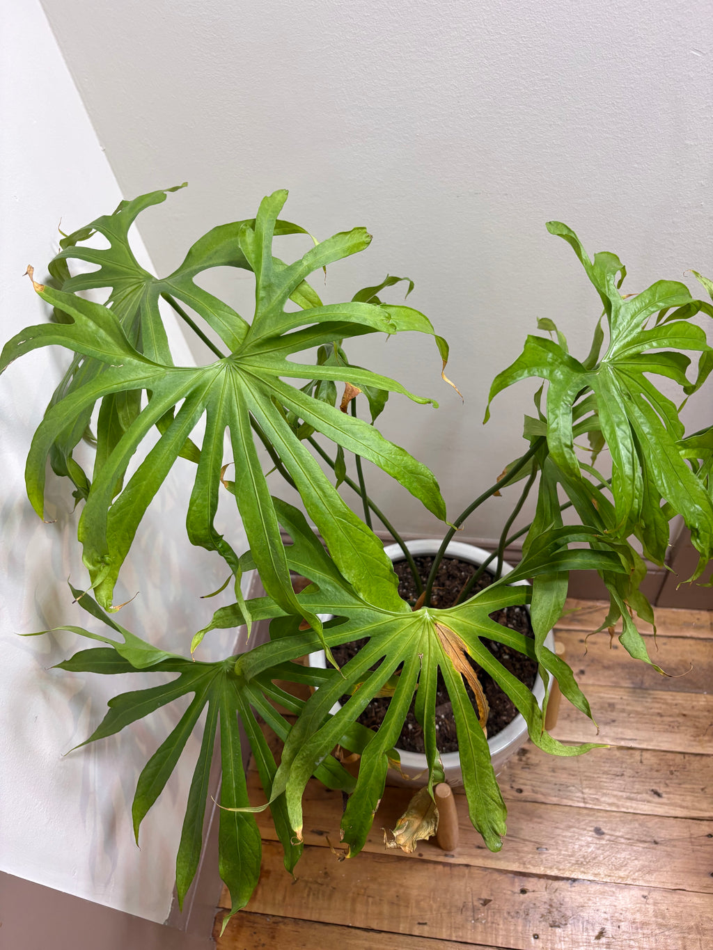 🌿Lady Fingers (Anthurium pedatoradiatum) 10in Ceramic Pot w/ Stand🌿