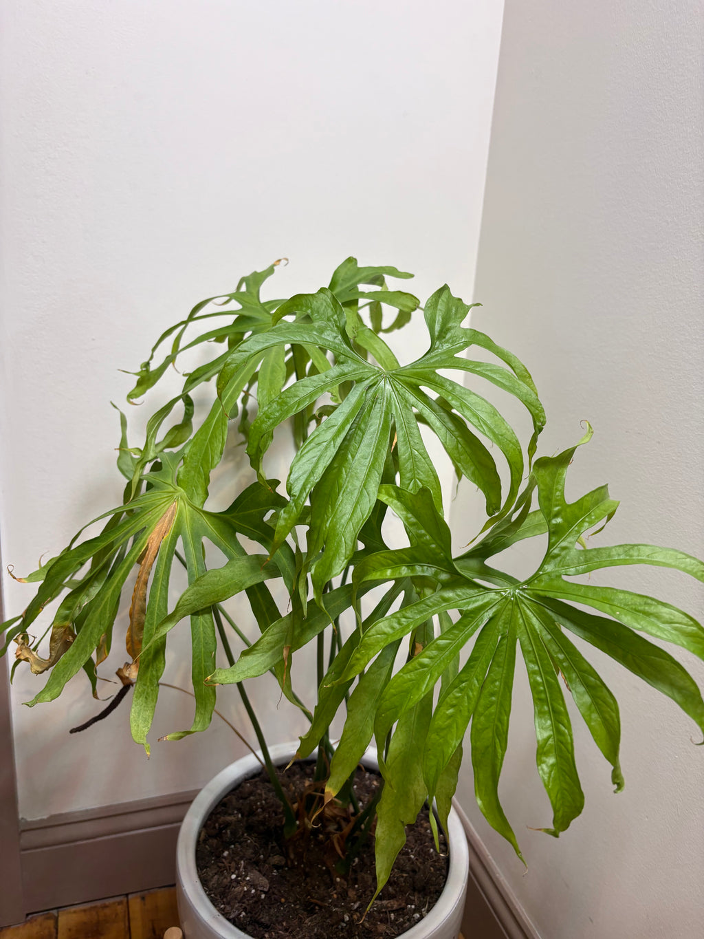 🌿Lady Fingers (Anthurium pedatoradiatum) 10in Ceramic Pot w/ Stand🌿