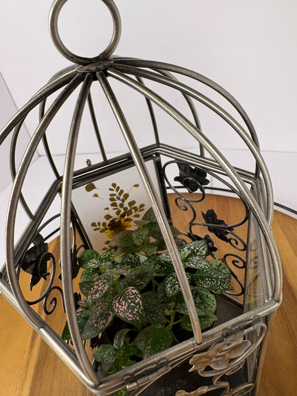 🌿Floral Birdcage with Polka Dot Plant🌿