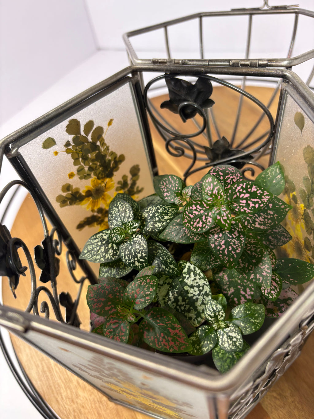 🌿Floral Birdcage with Polka Dot Plant🌿