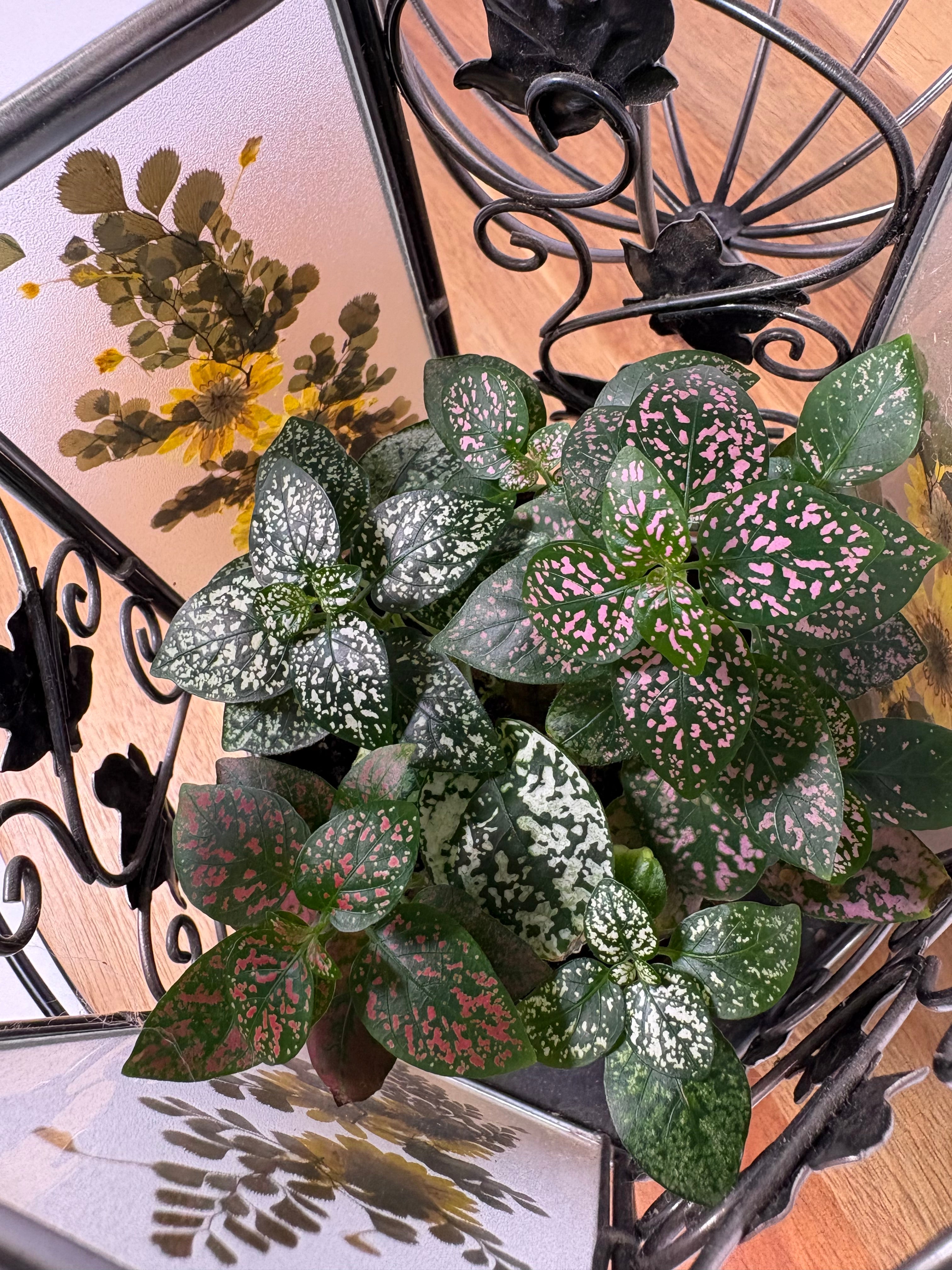 🌿Floral Birdcage with Polka Dot Plant🌿