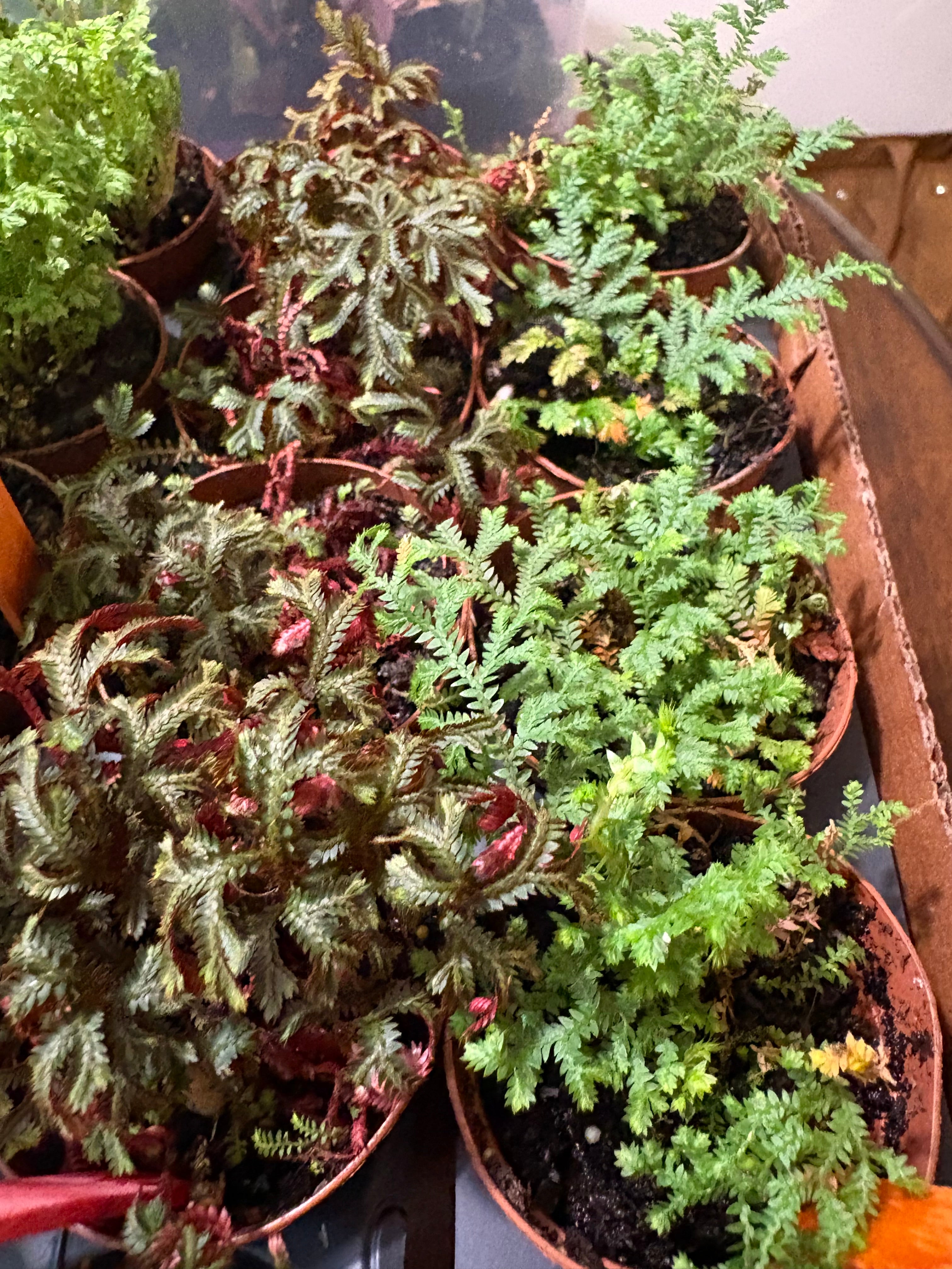 🌿African Clubmoss (Selaginella kraussiana) -2in pot🌿