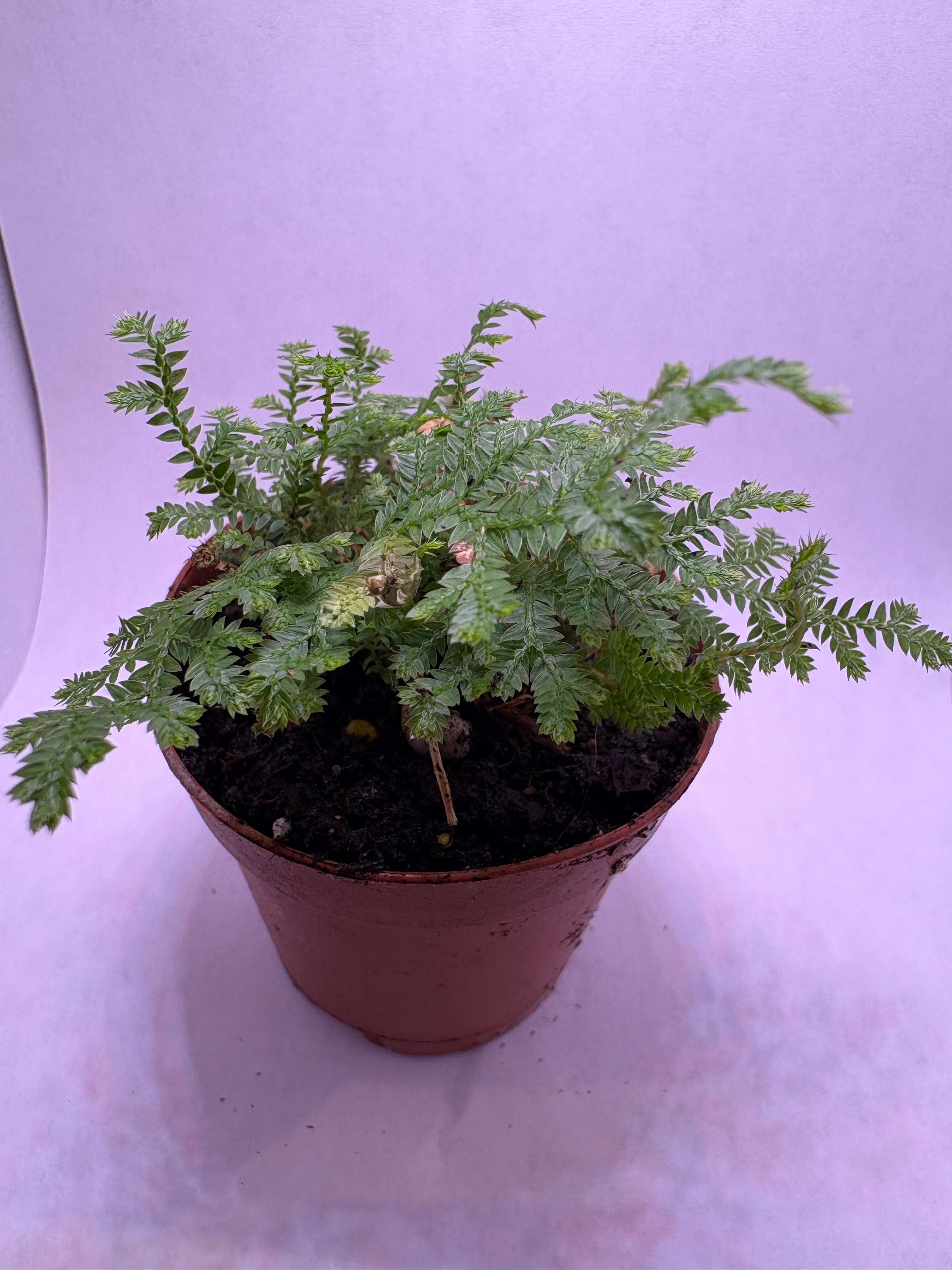 🌿African Clubmoss (Selaginella kraussiana) -2in pot🌿