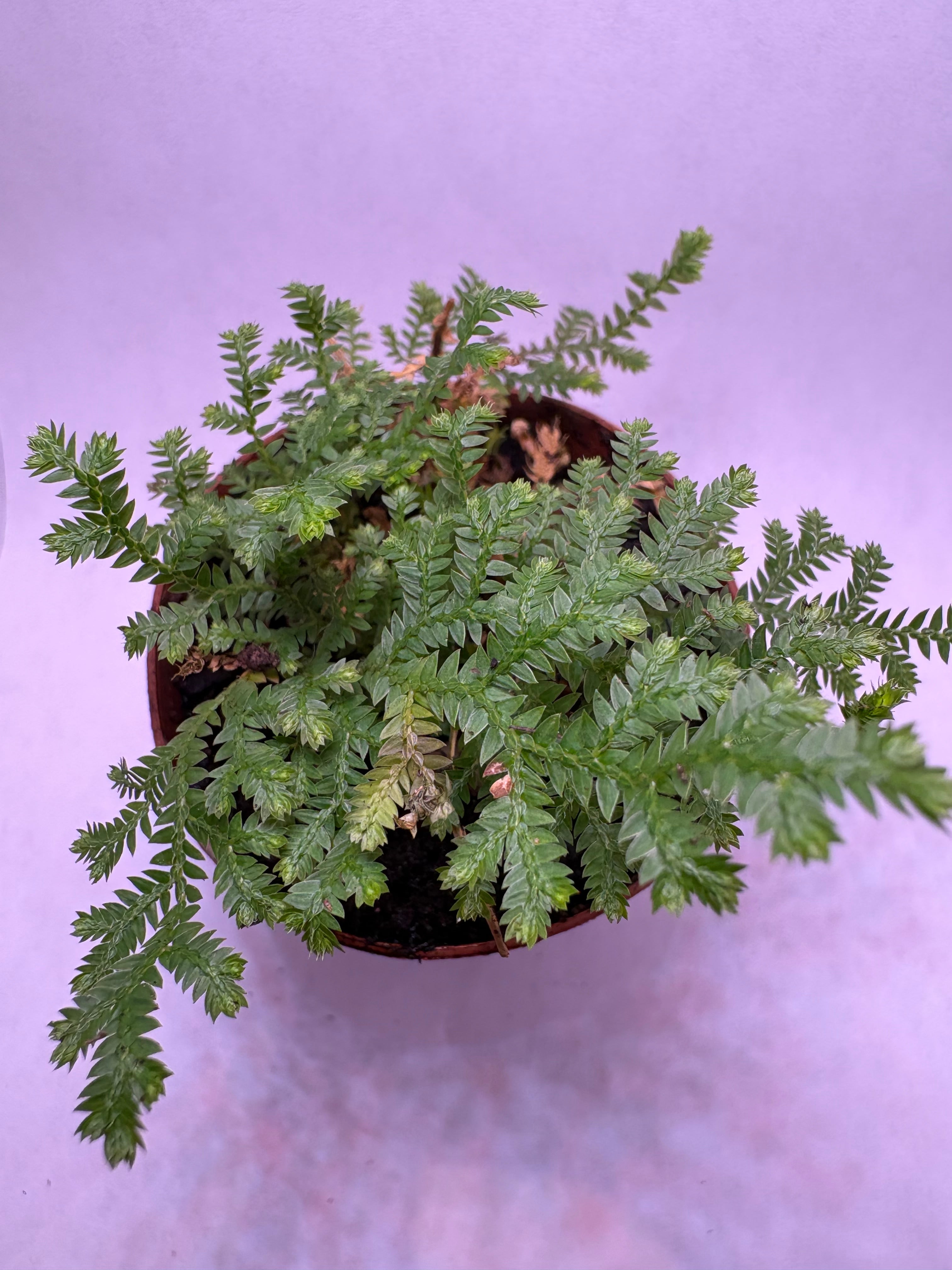 🌿African Clubmoss (Selaginella kraussiana) -2in pot🌿