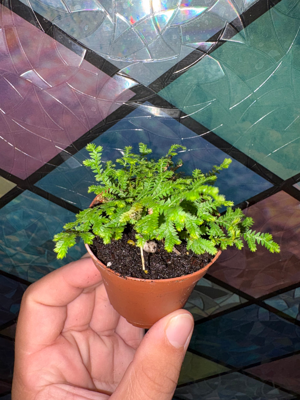 🌿African Clubmoss (Selaginella kraussiana) -2in pot🌿