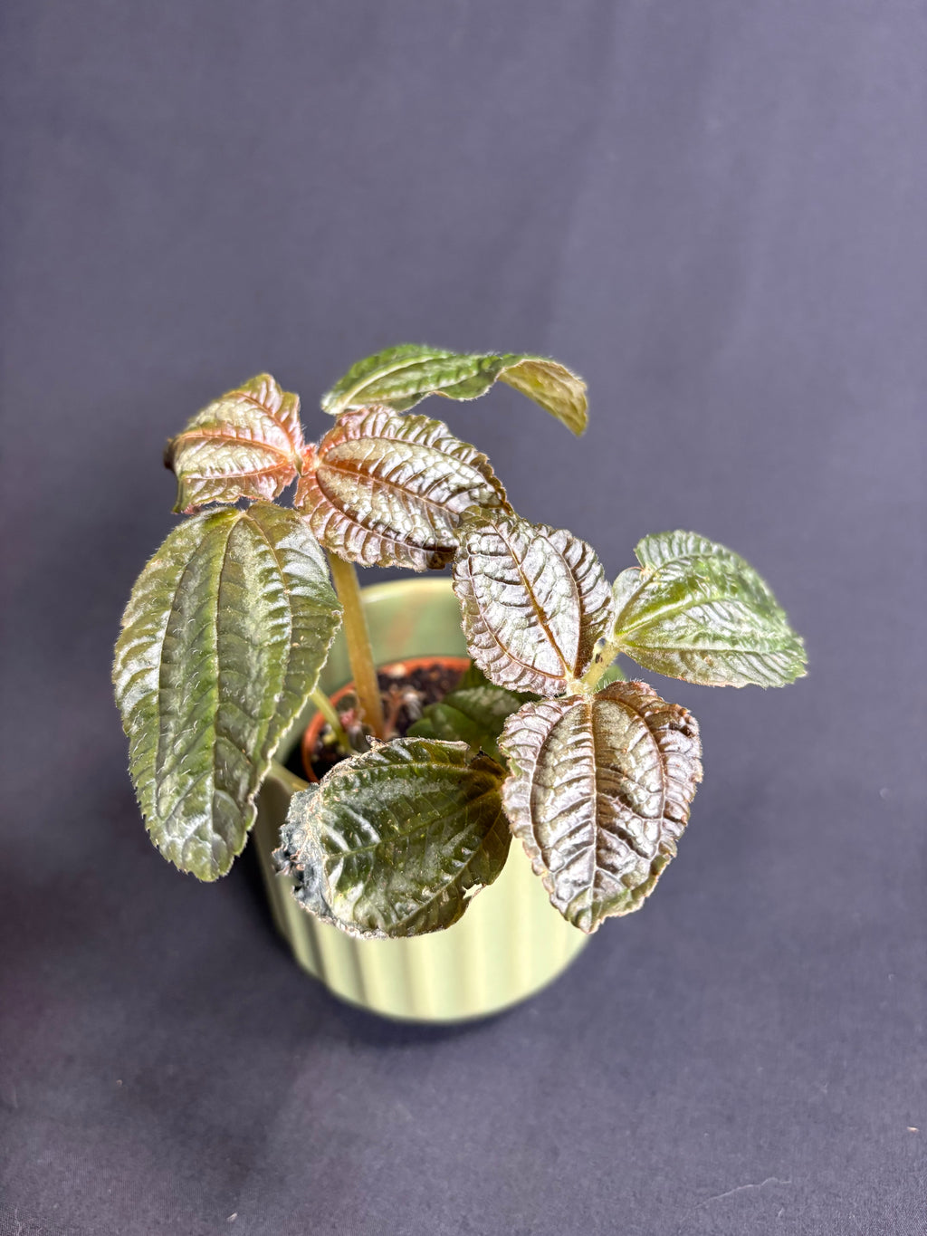 🌿Pilea spruceana 'Chocolate' - 2in pot 🌿