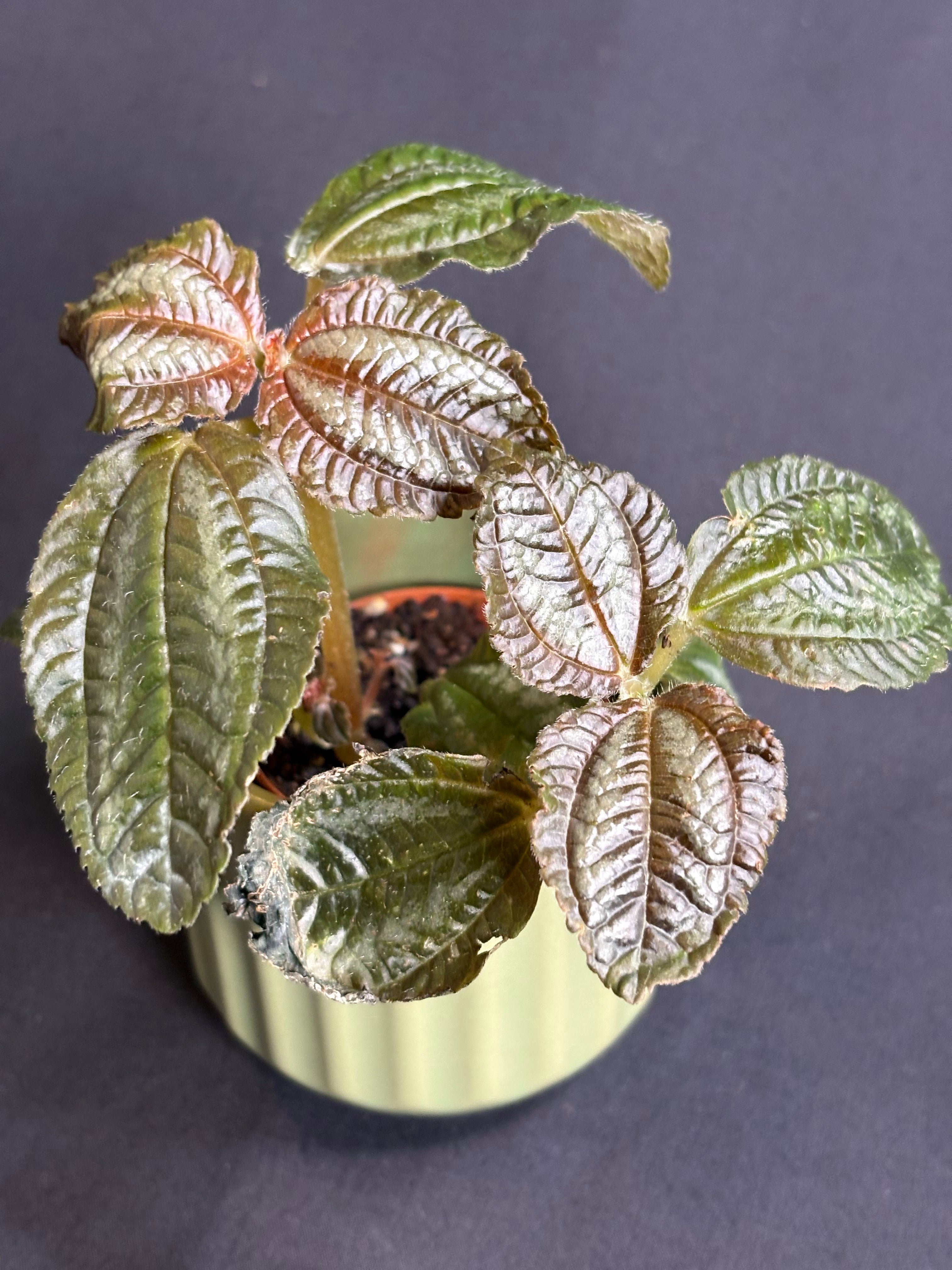 🌿Pilea spruceana 'Chocolate' - 2in pot 🌿