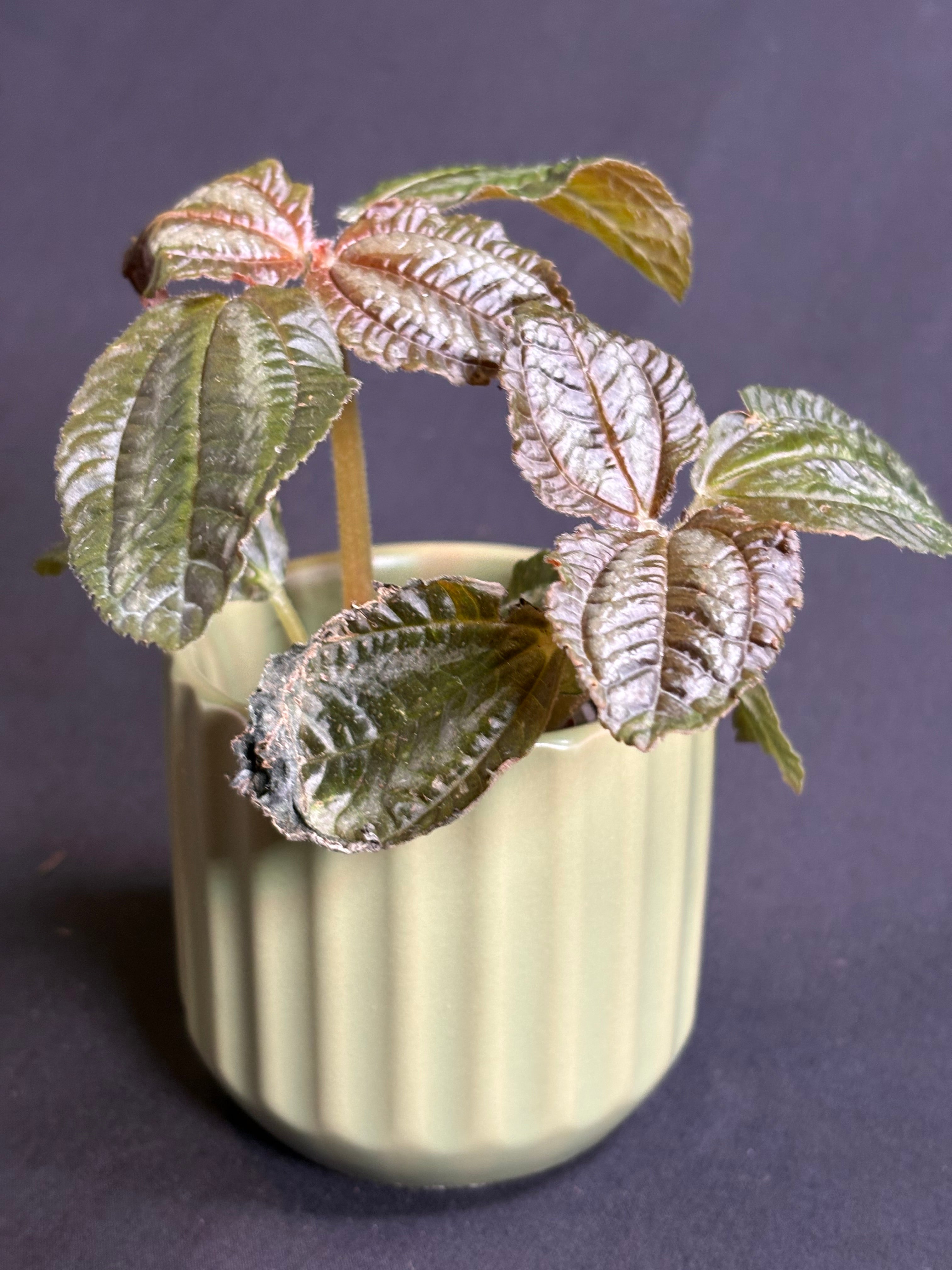 🌿Pilea spruceana 'Chocolate' - 2in pot 🌿