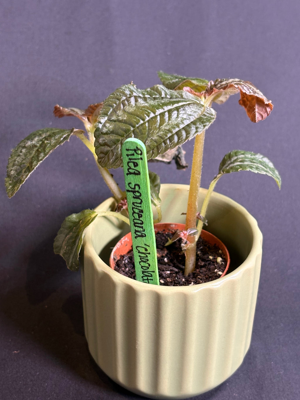 🌿Pilea spruceana 'Chocolate' - 2in pot 🌿