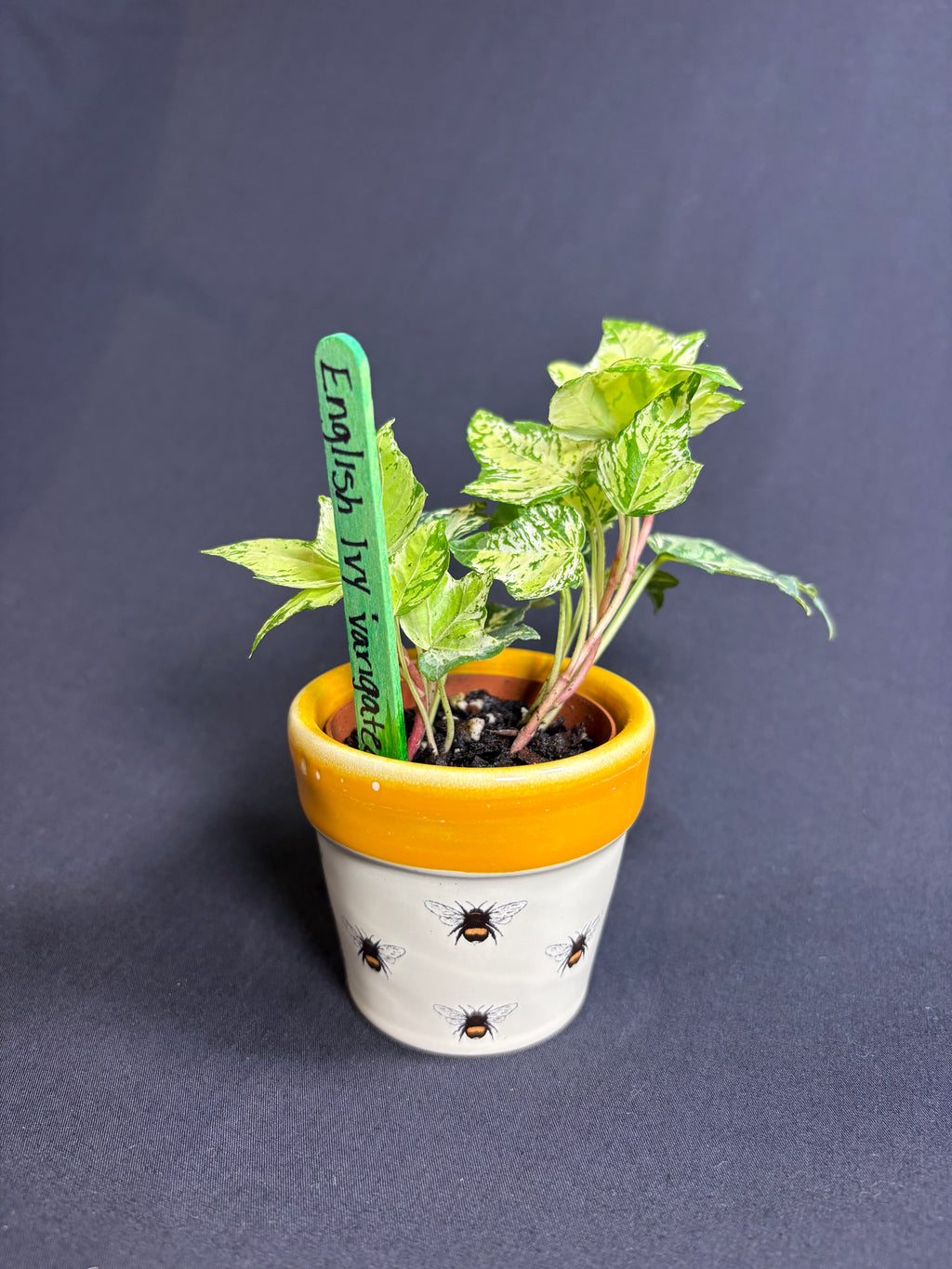 🌿Variegated English Ivy (Hedera helix)- 2in pot🌿