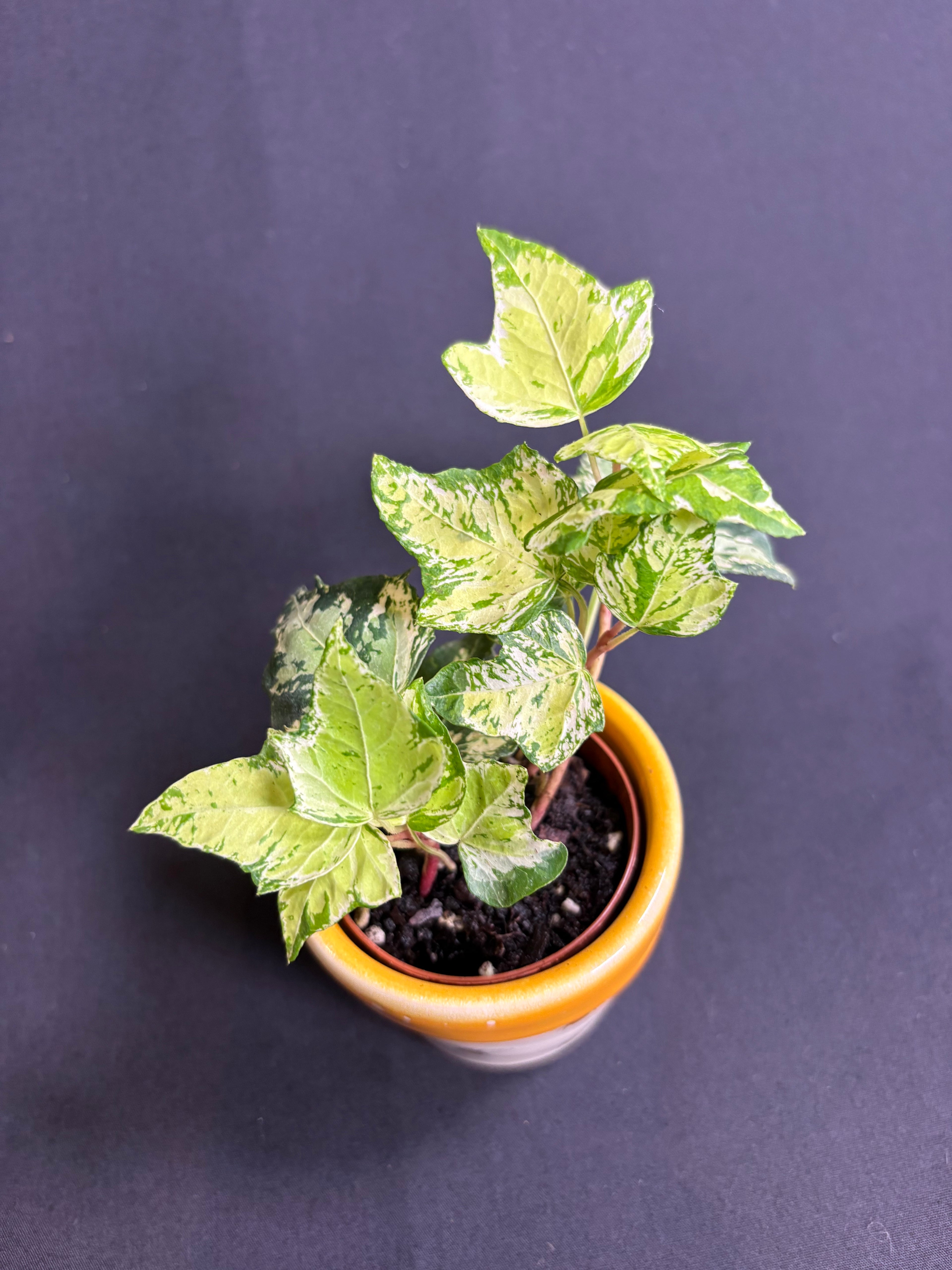 🌿Variegated English Ivy (Hedera helix)- 2in pot🌿