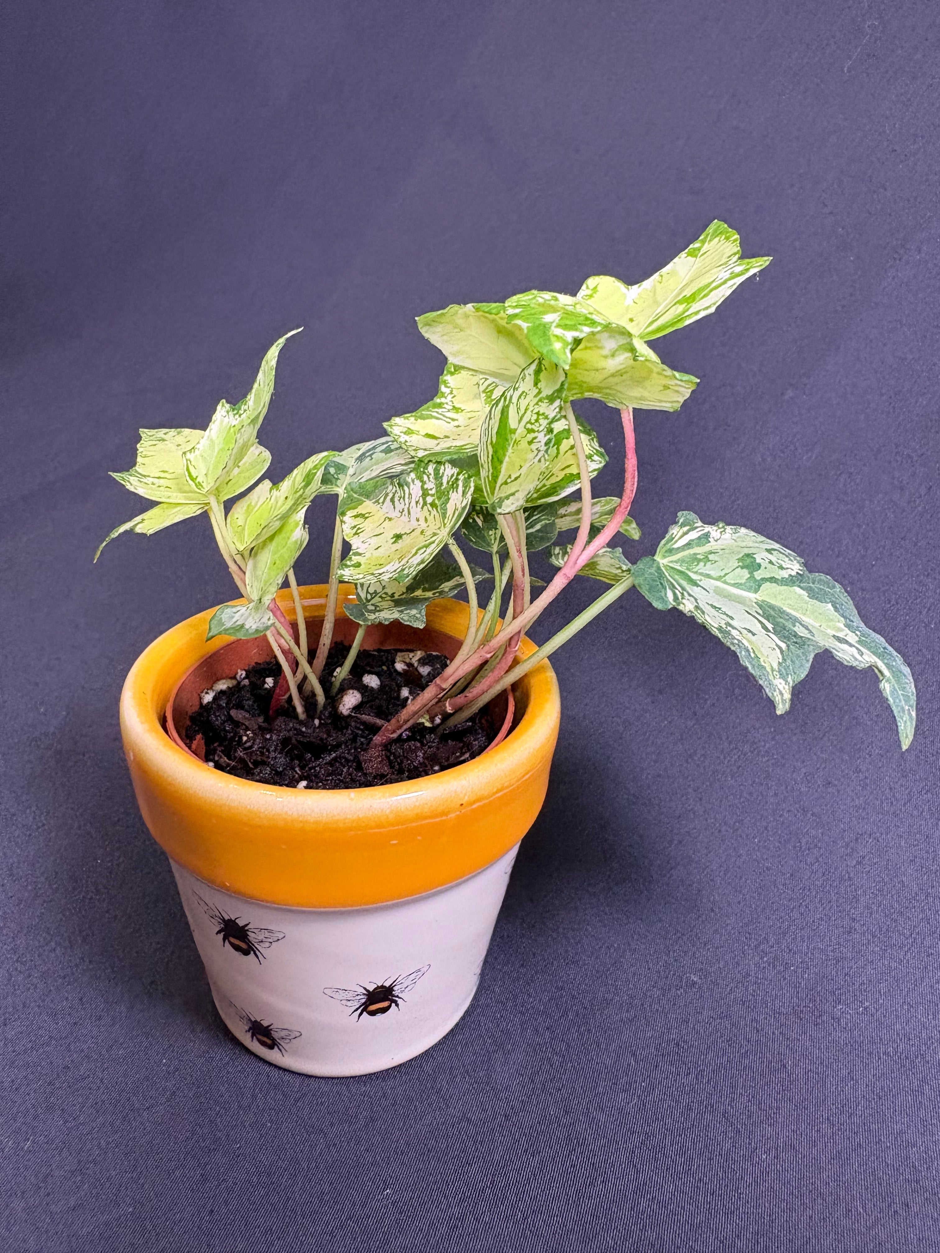 🌿Variegated English Ivy (Hedera helix)- 2in pot🌿