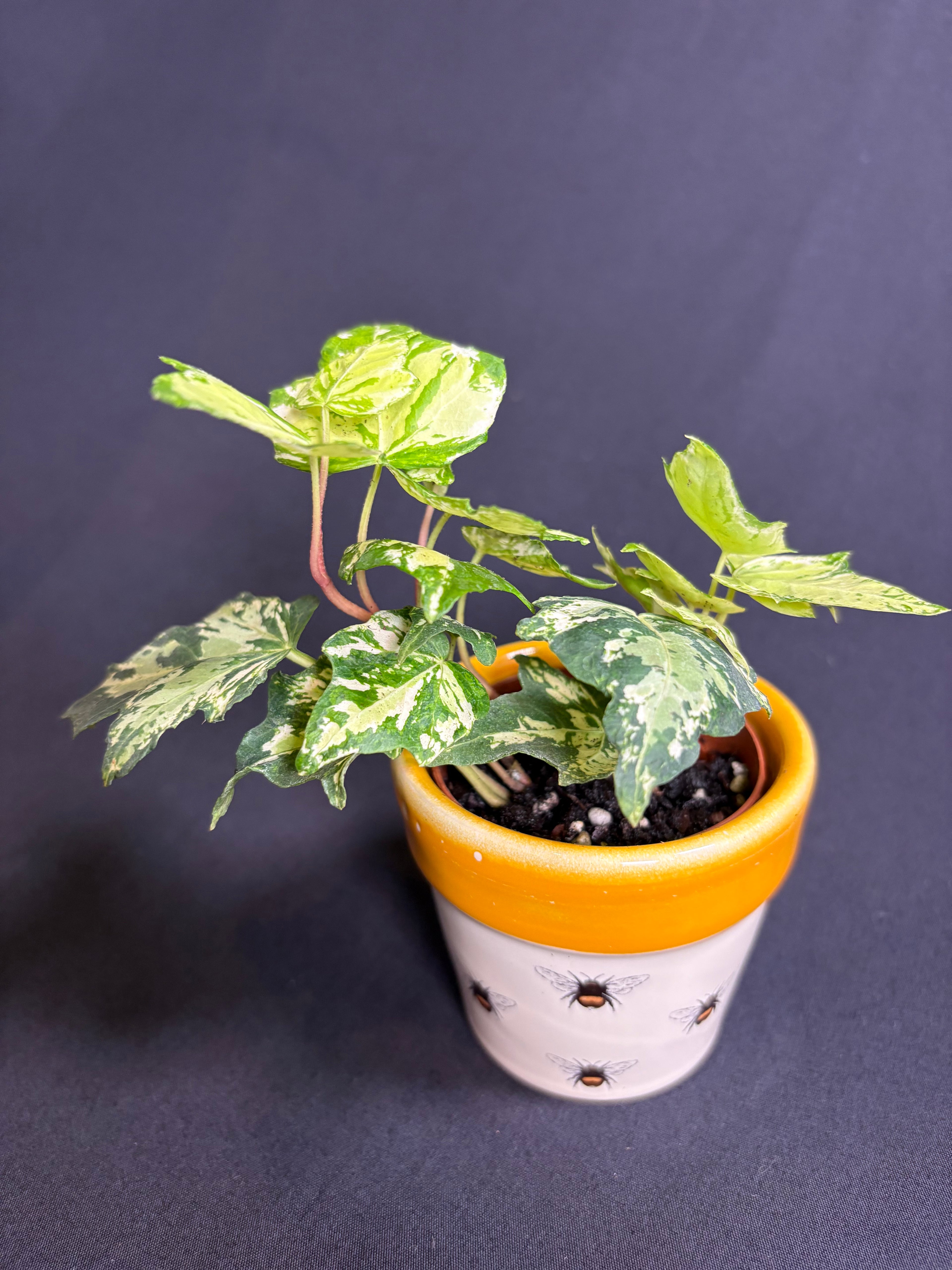 🌿Variegated English Ivy (Hedera helix)- 2in pot🌿