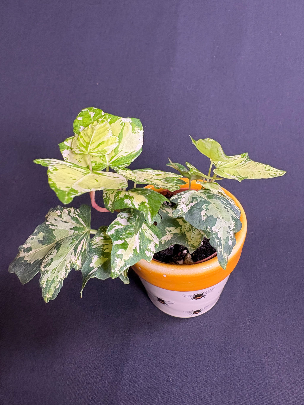 🌿Variegated English Ivy (Hedera helix)- 2in pot🌿