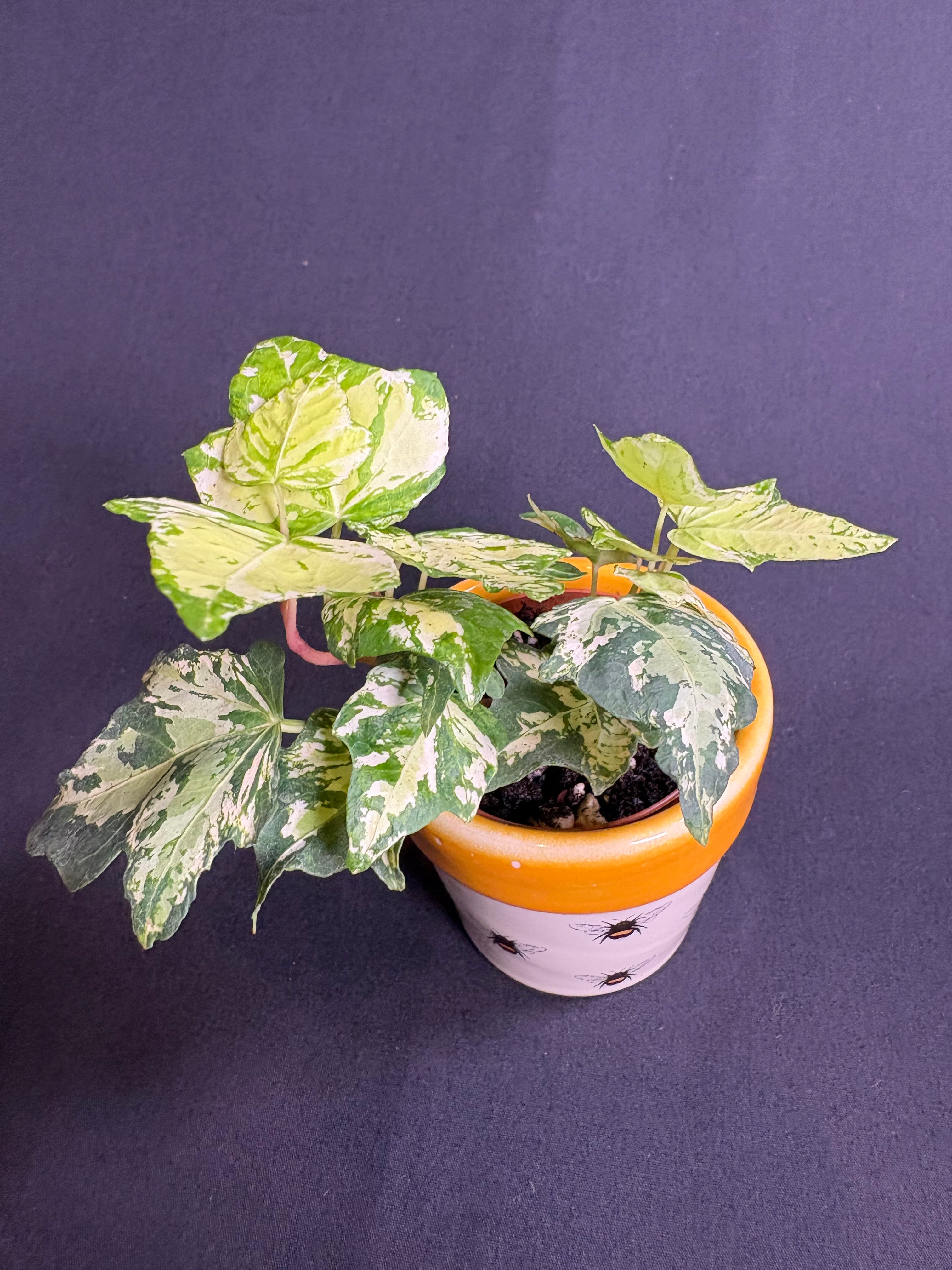 🌿Variegated English Ivy (Hedera helix)- 2in pot🌿