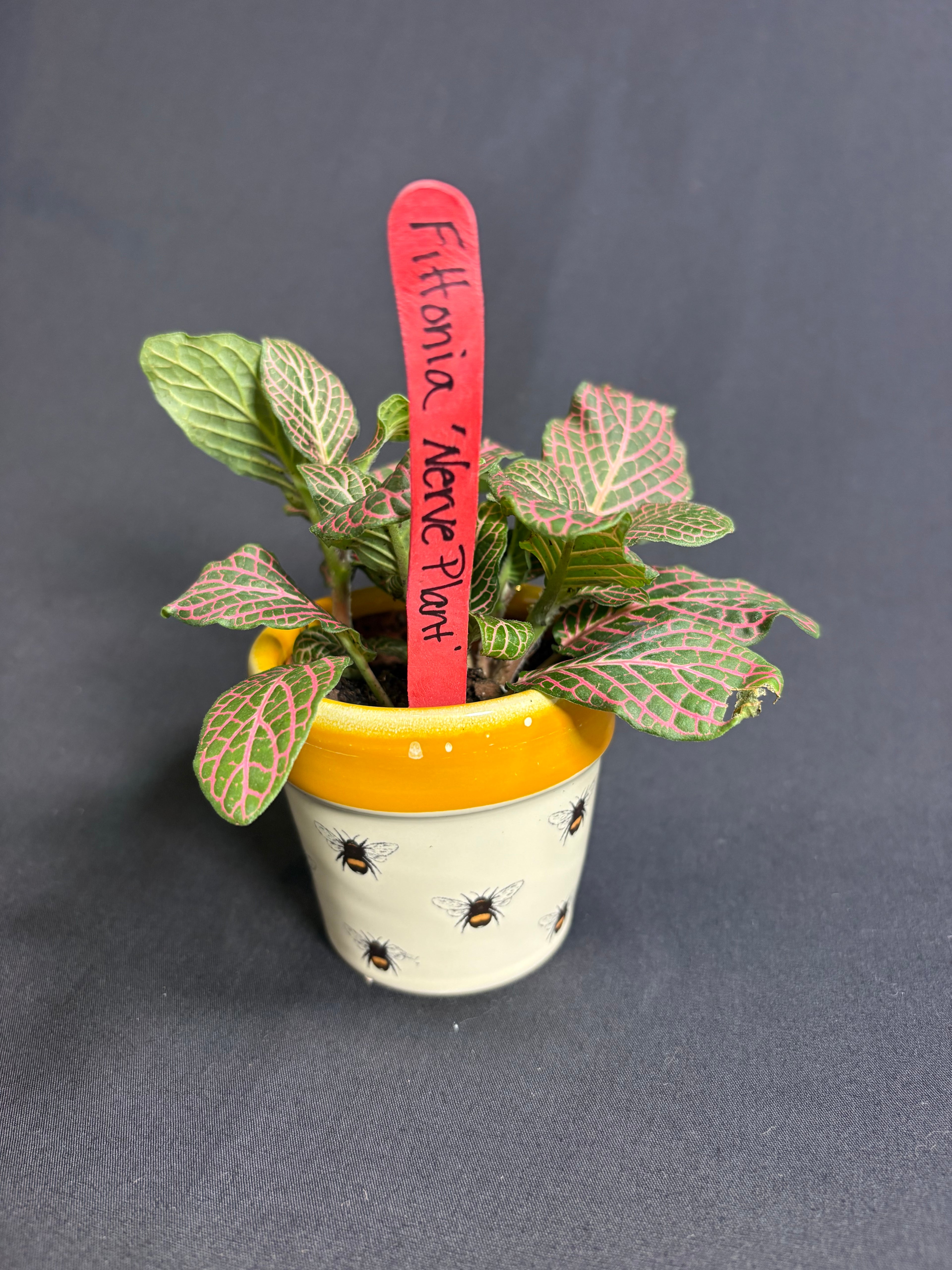 🌿"Nerve Plant" Fittonia albivenis - 2in pot🌿