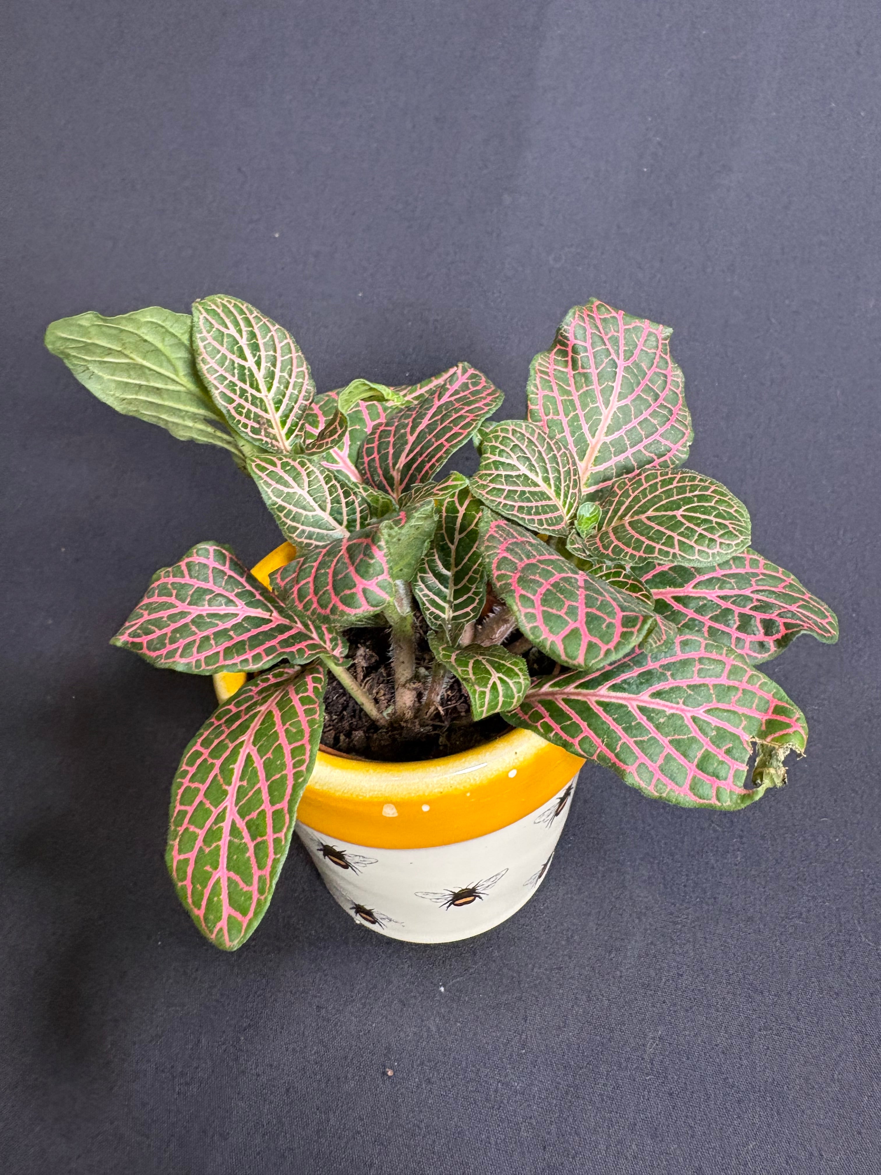🌿"Nerve Plant" Fittonia albivenis - 2in pot🌿