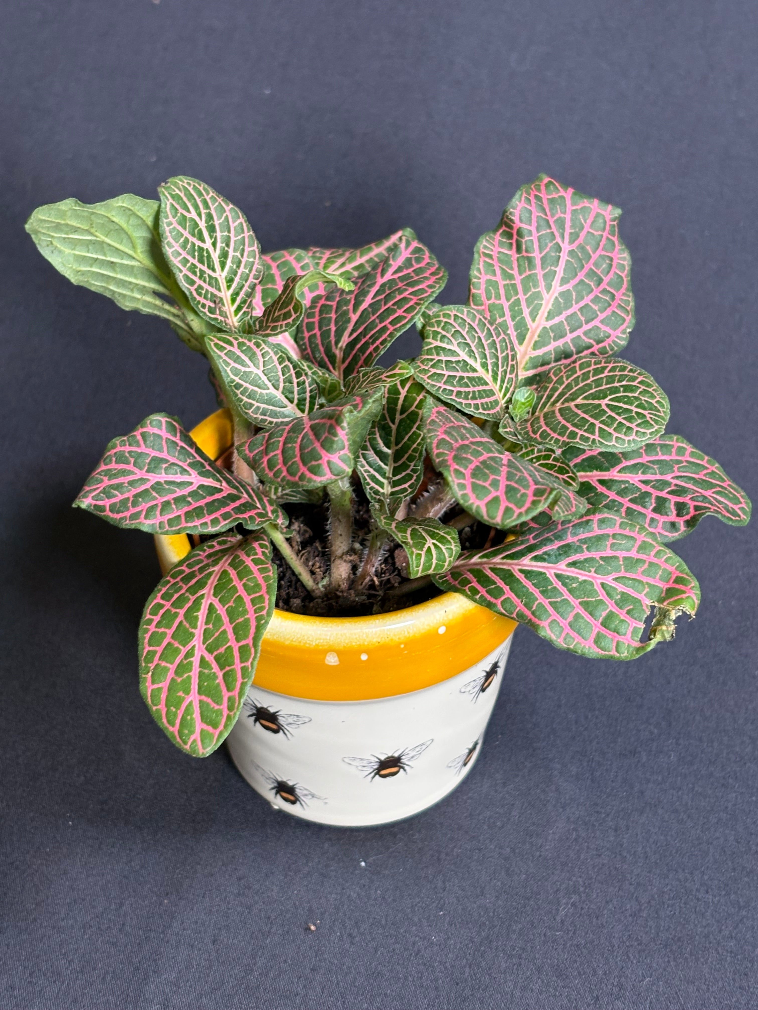 🌿"Nerve Plant" Fittonia albivenis - 2in pot🌿
