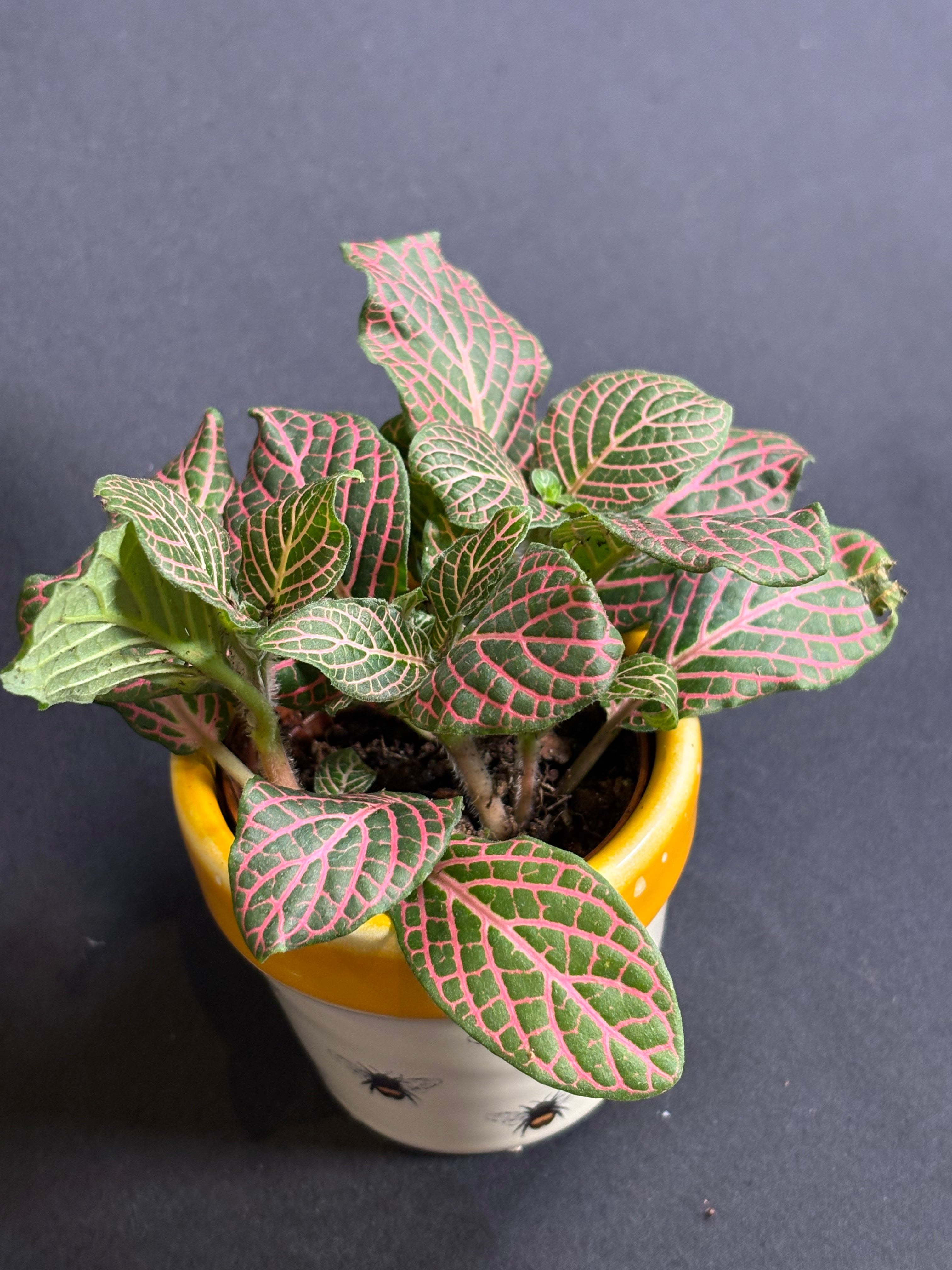 🌿"Nerve Plant" Fittonia albivenis - 2in pot🌿