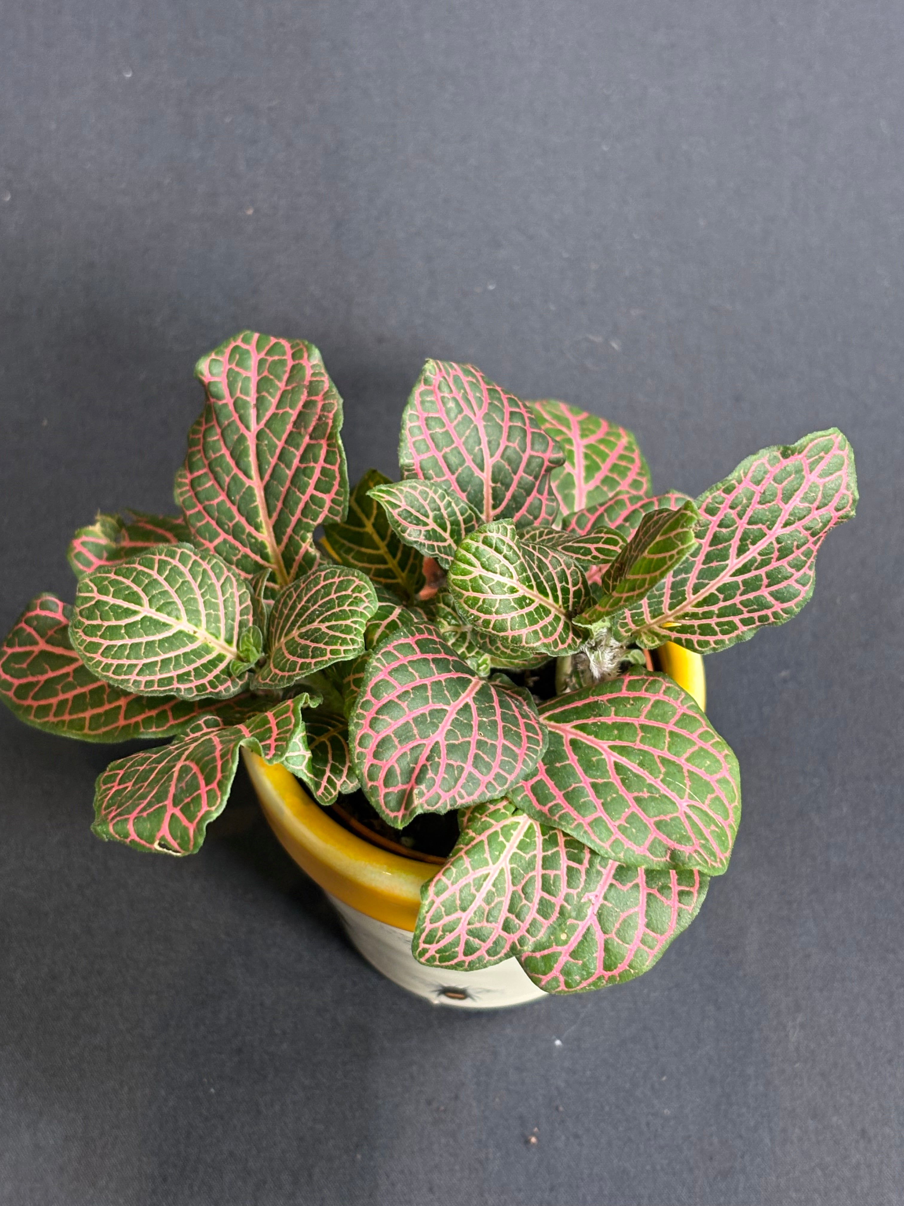 🌿"Nerve Plant" Fittonia albivenis - 2in pot🌿