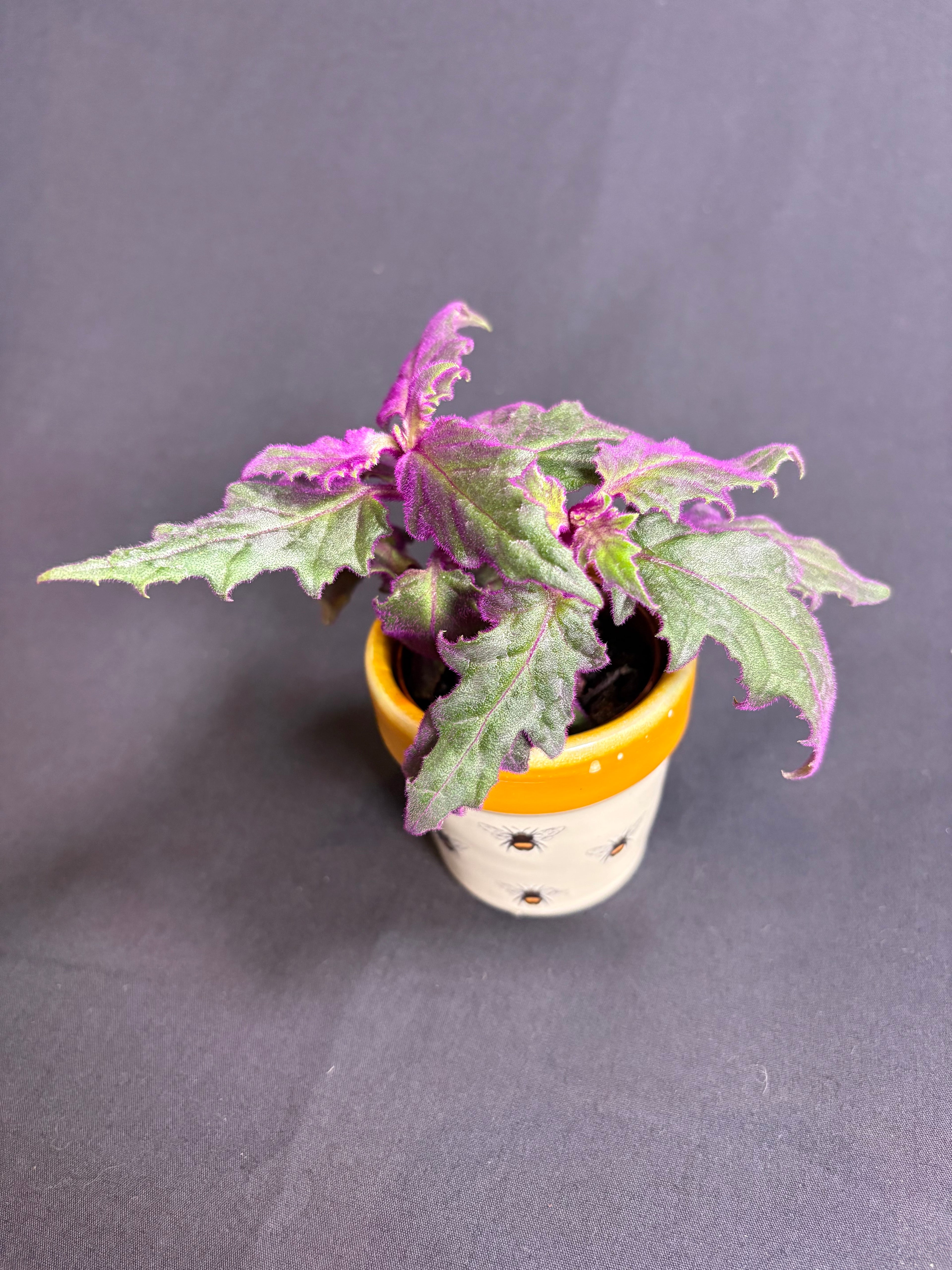 🌿"Purple Passion" Gynura aurantiaca- 2in pot🌿