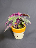 🌿"Purple Passion" Gynura aurantiaca- 2in pot🌿
