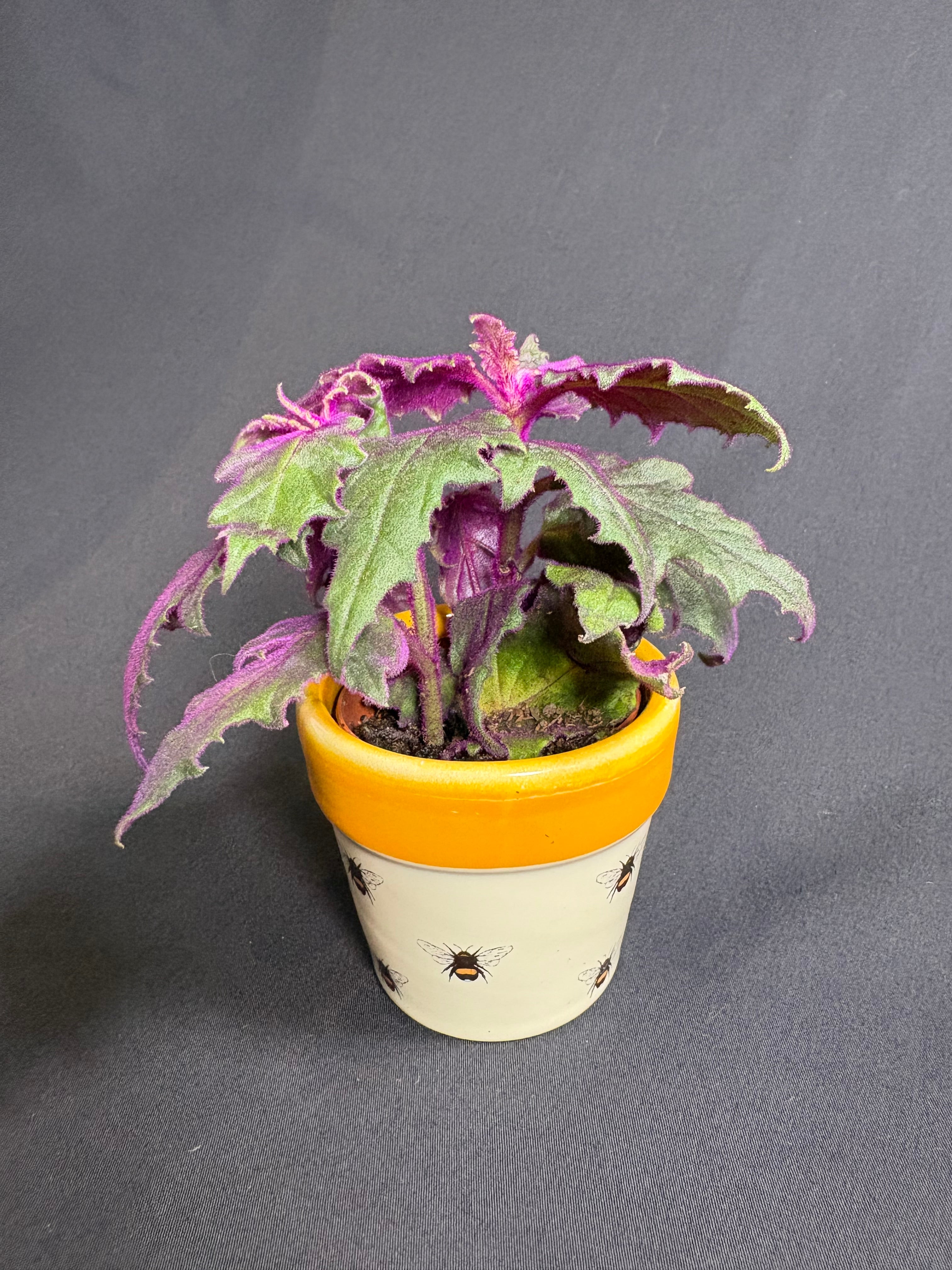 🌿"Purple Passion" Gynura aurantiaca- 2in pot🌿