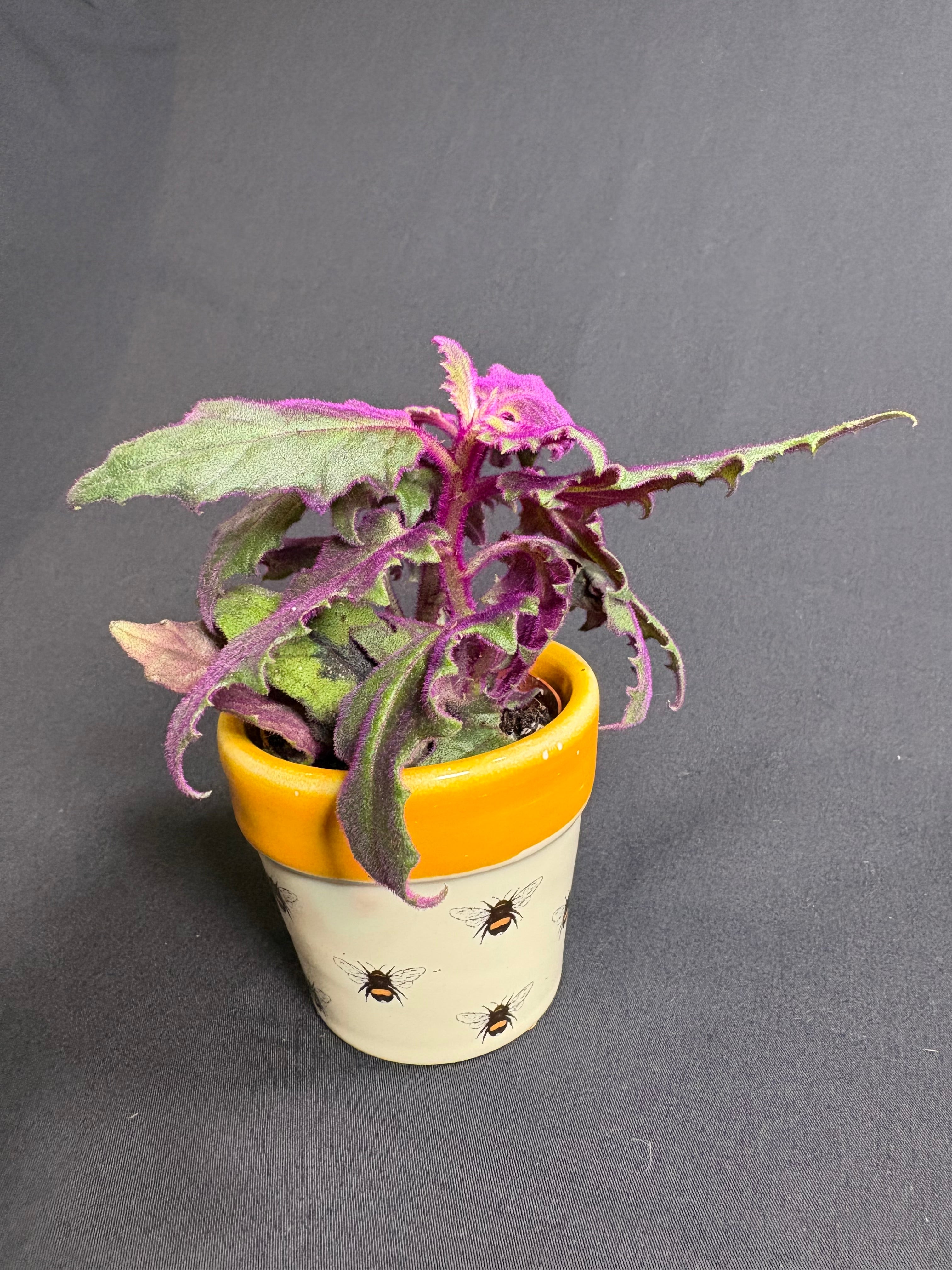 🌿"Purple Passion" Gynura aurantiaca- 2in pot🌿