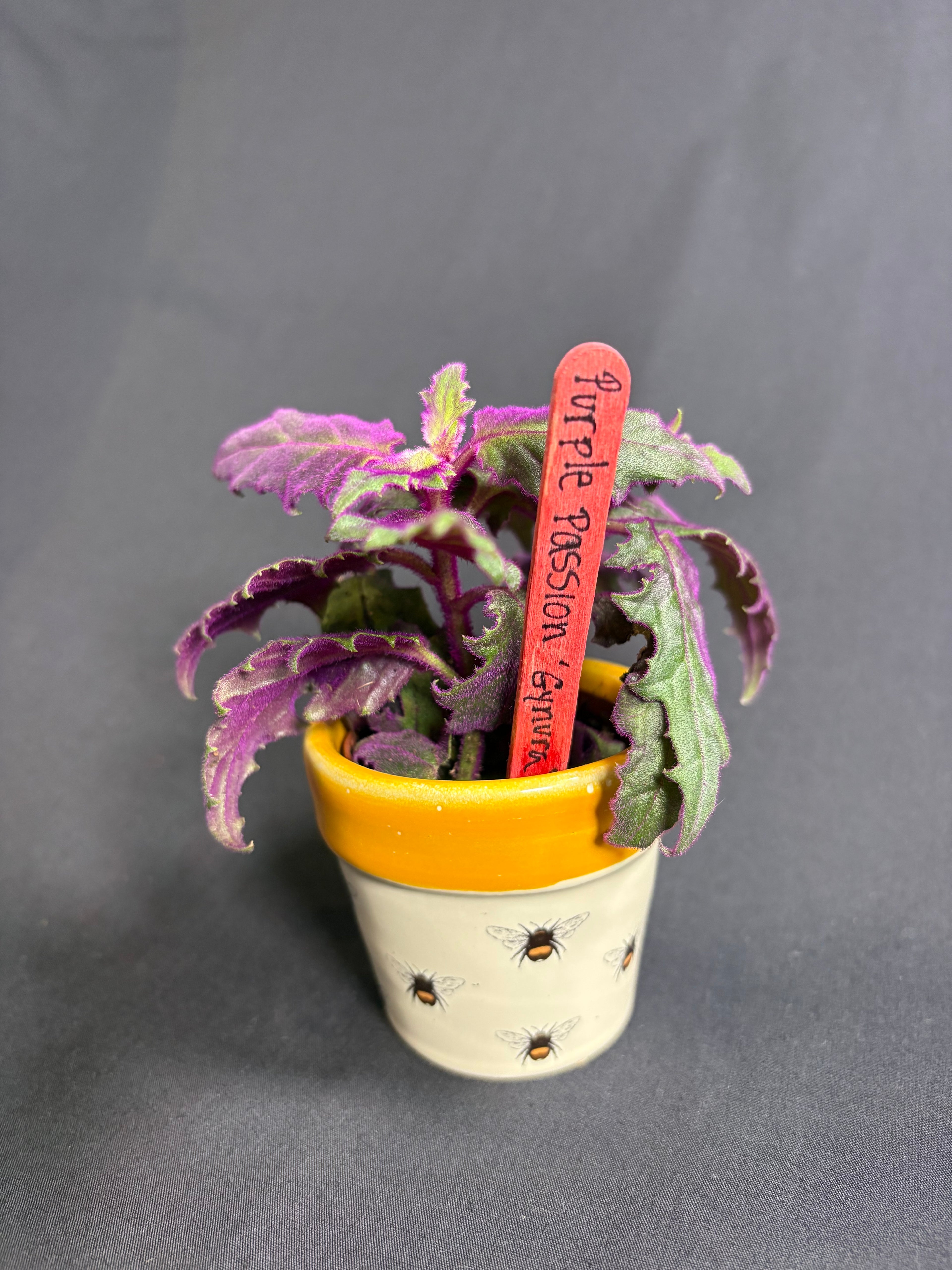 🌿"Purple Passion" Gynura aurantiaca- 2in pot🌿