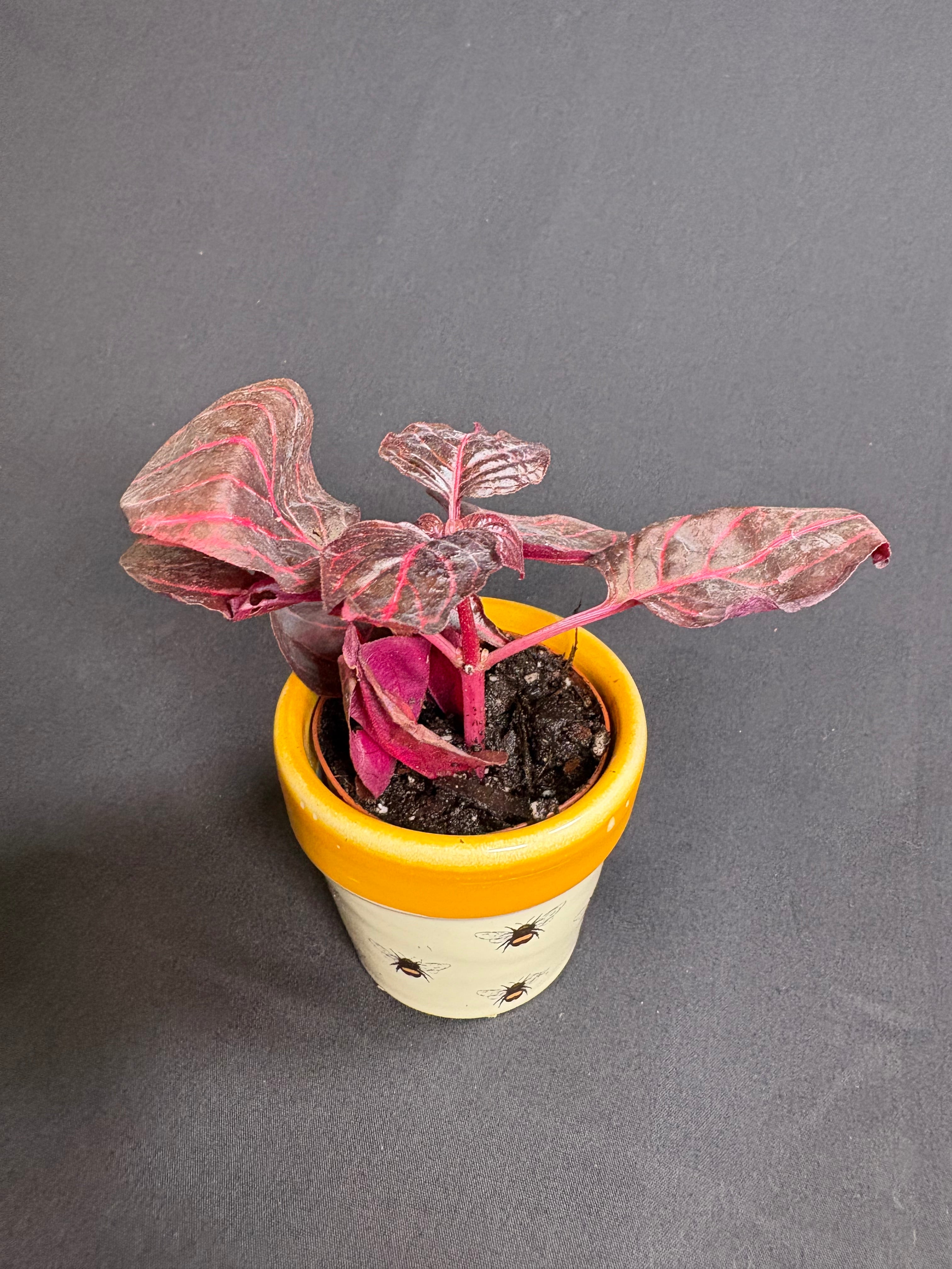 🌿"Bloodleaf" Iresine herbstii- 2in pot🌿
