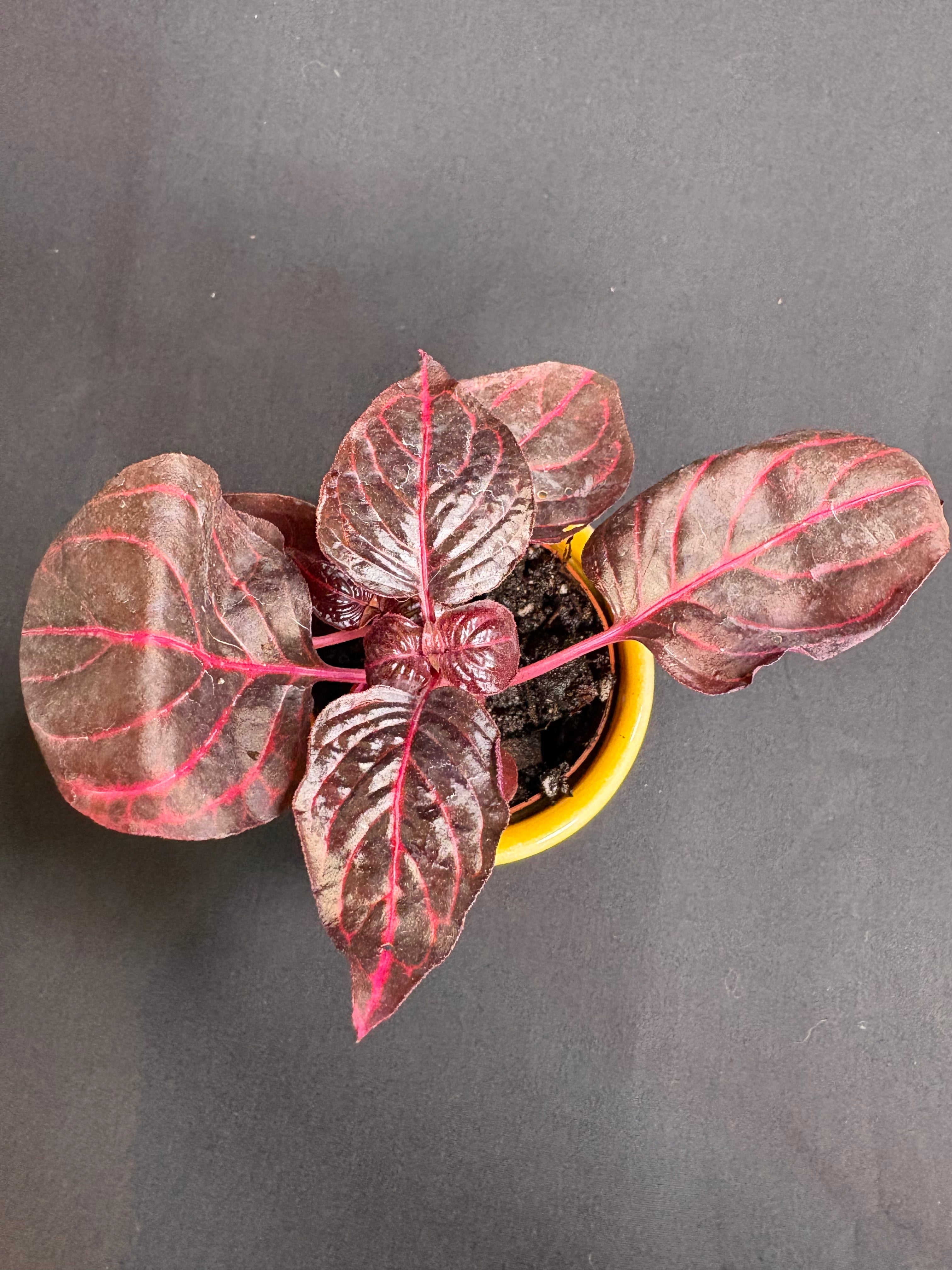 🌿"Bloodleaf" Iresine herbstii- 2in pot🌿