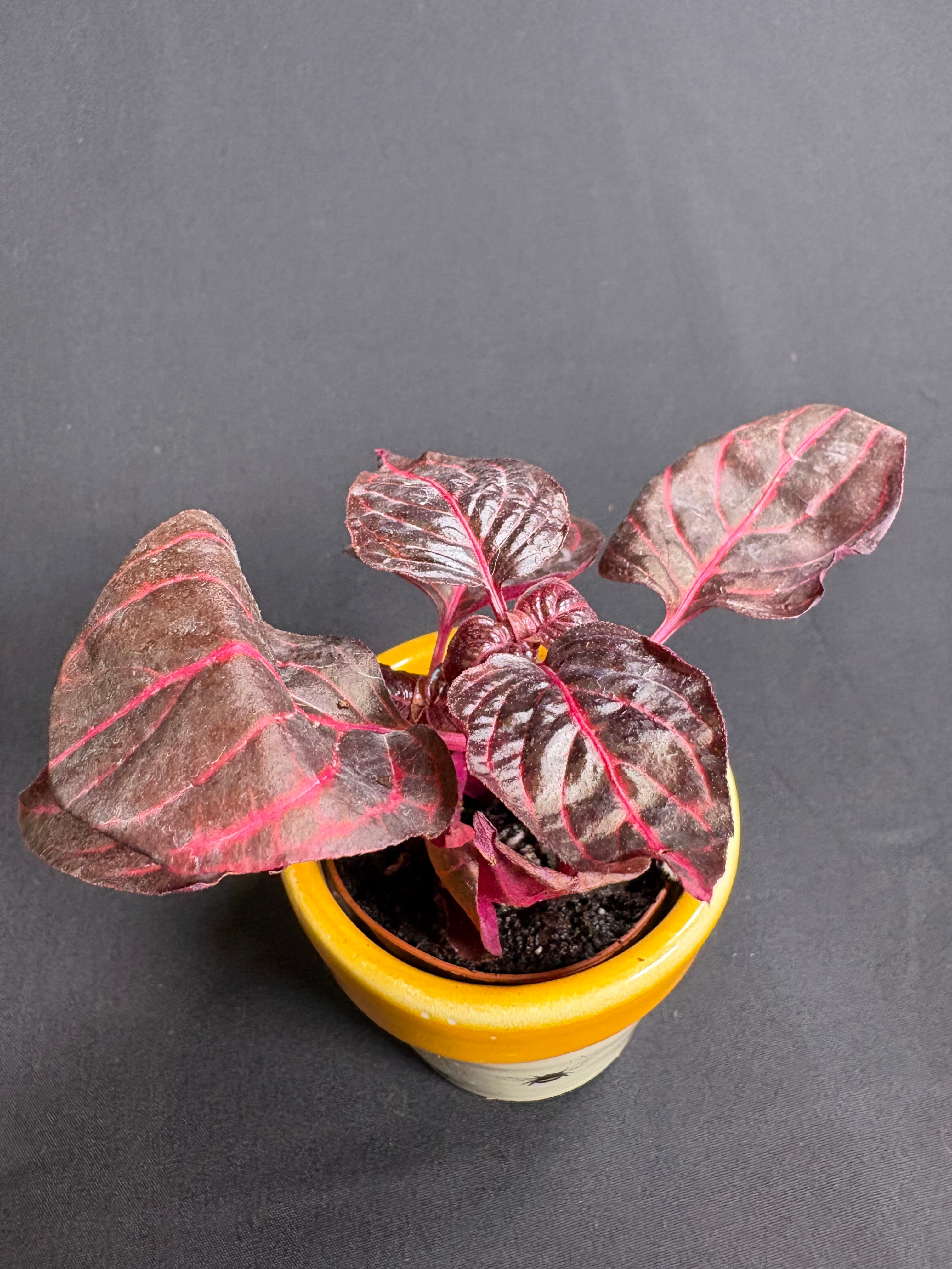 🌿"Bloodleaf" Iresine herbstii- 2in pot🌿