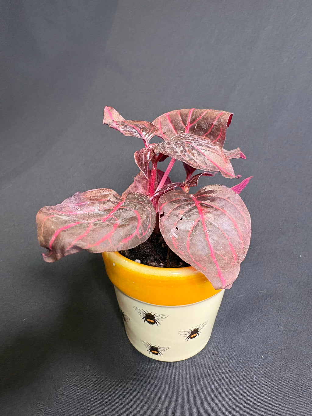 🌿"Bloodleaf" Iresine herbstii- 2in pot🌿