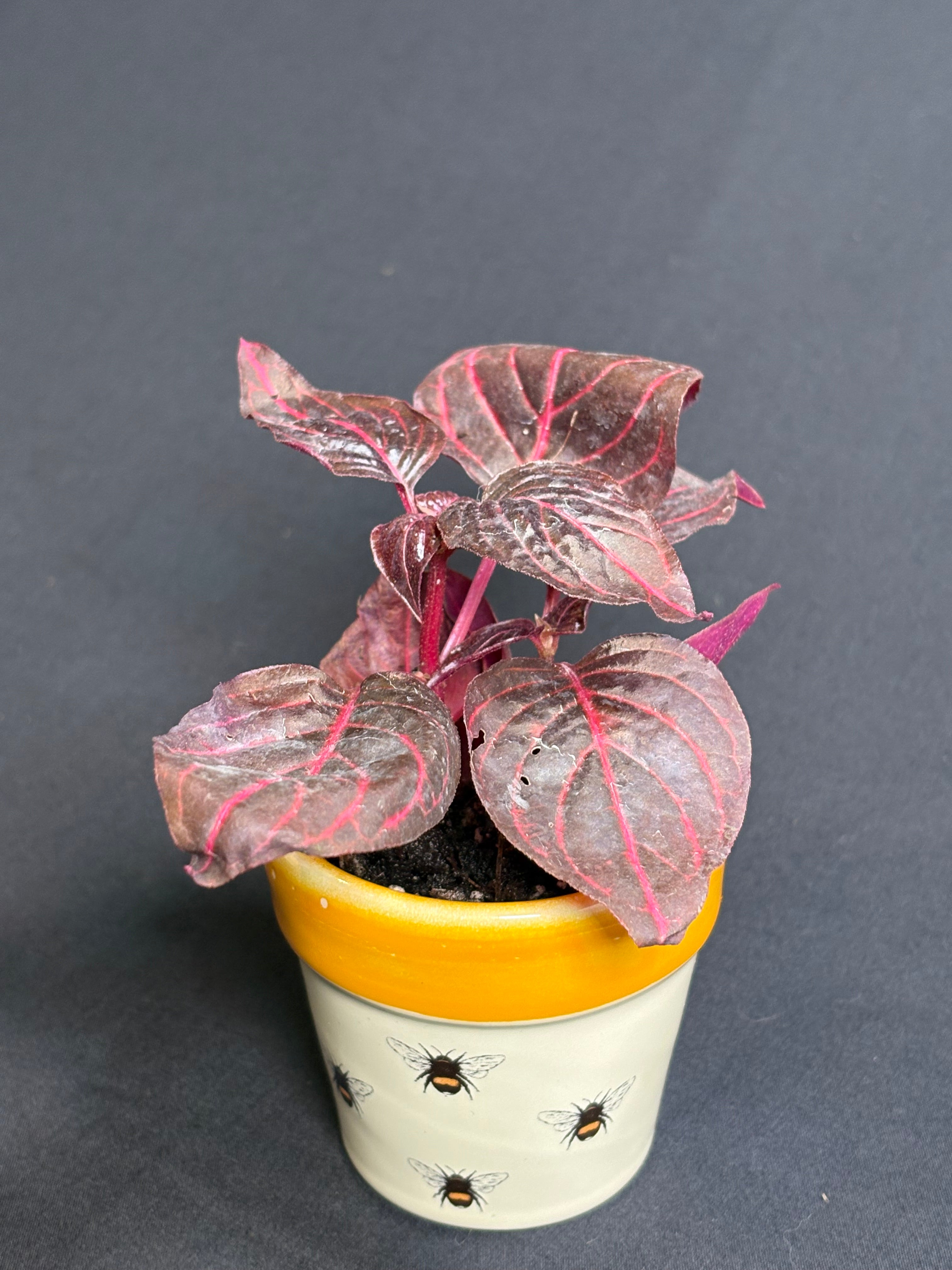 🌿"Bloodleaf" Iresine herbstii- 2in pot🌿