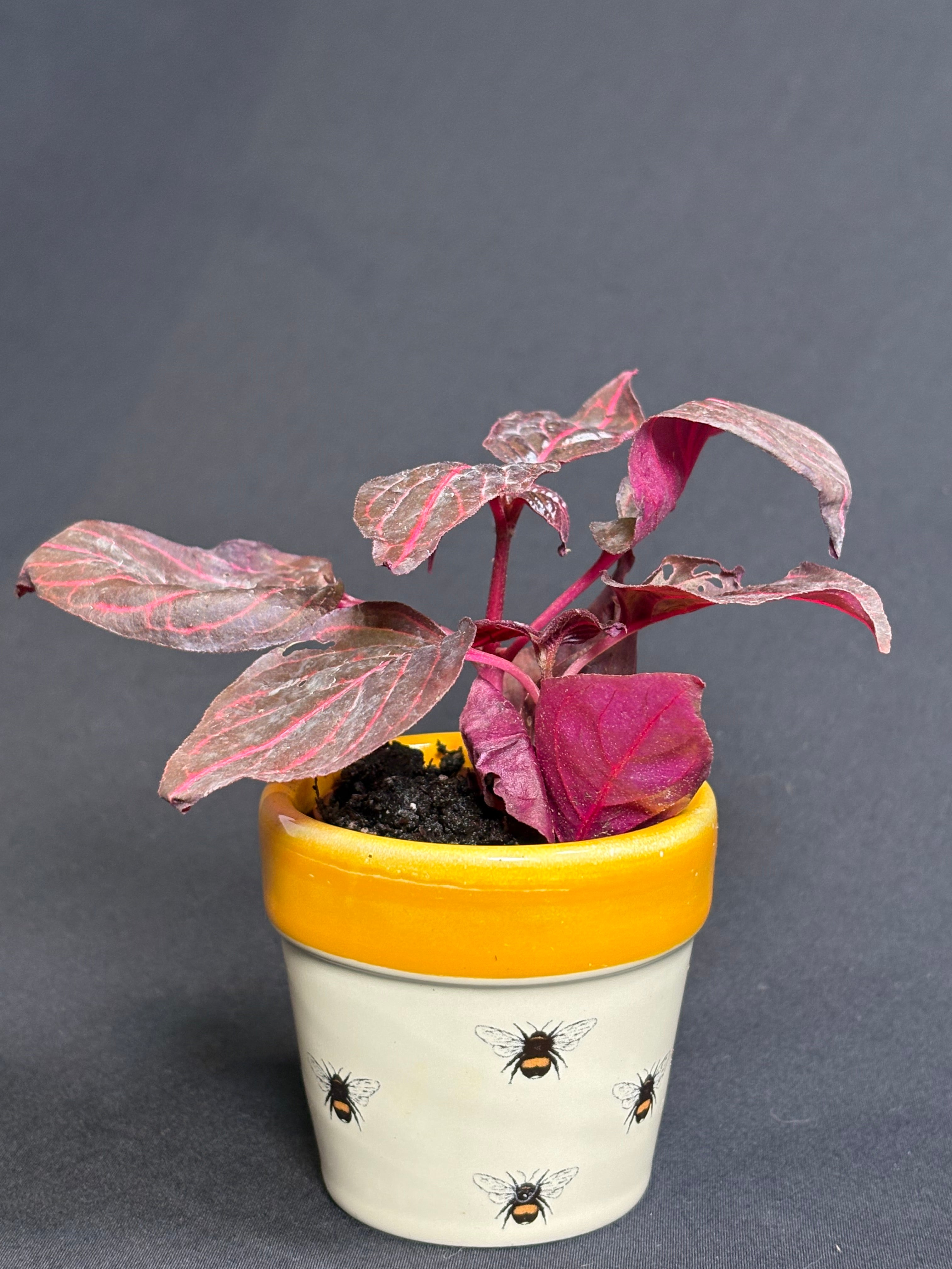 🌿"Bloodleaf" Iresine herbstii- 2in pot🌿