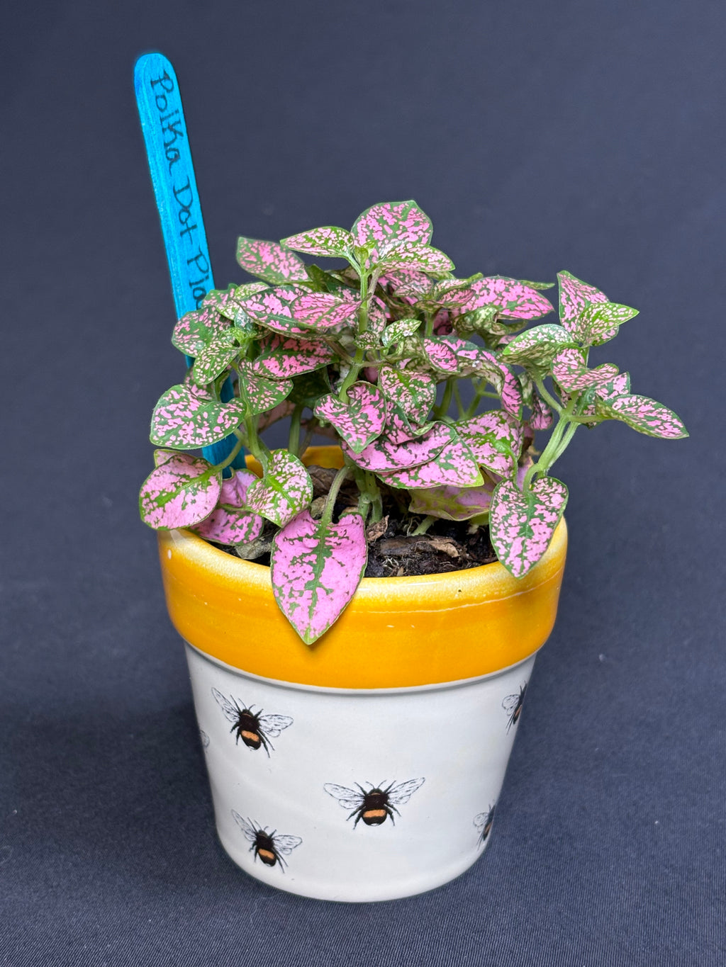 🌿"Polka Dot Plant" Hypoestes phyllostachya - 2in pot🌿