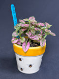 🌿"Polka Dot Plant" Hypoestes phyllostachya - 2in pot🌿