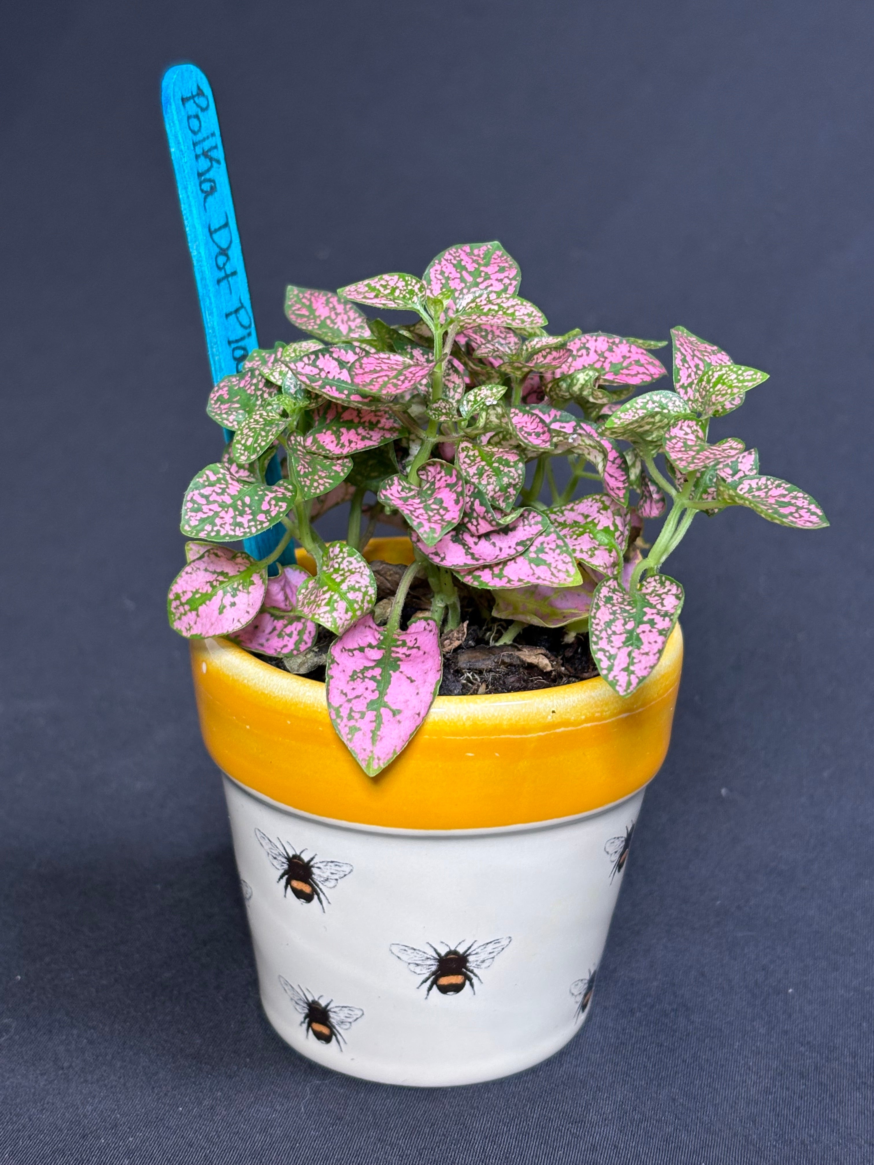 🌿"Polka Dot Plant" Hypoestes phyllostachya - 2in pot🌿
