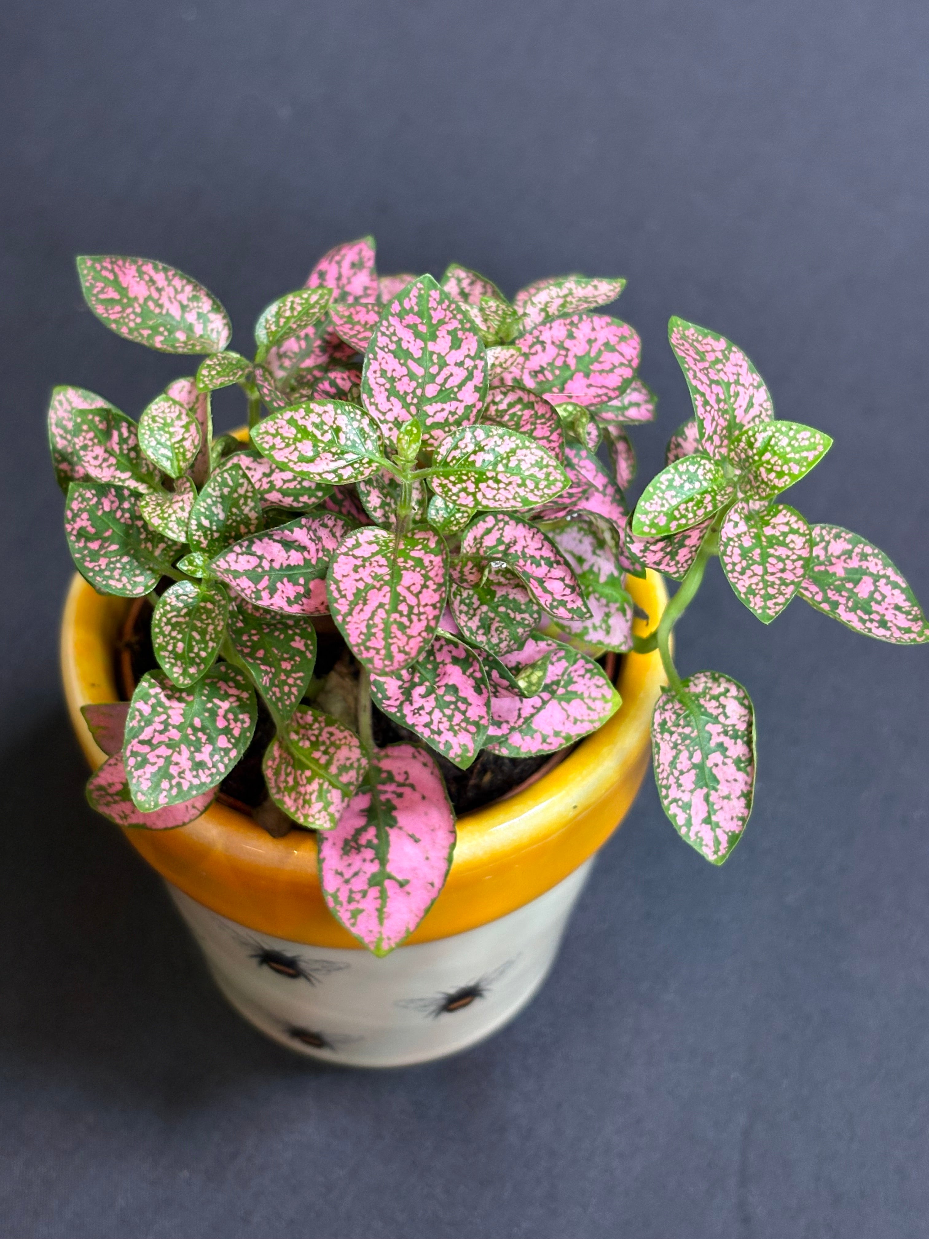 🌿"Polka Dot Plant" Hypoestes phyllostachya - 2in pot🌿