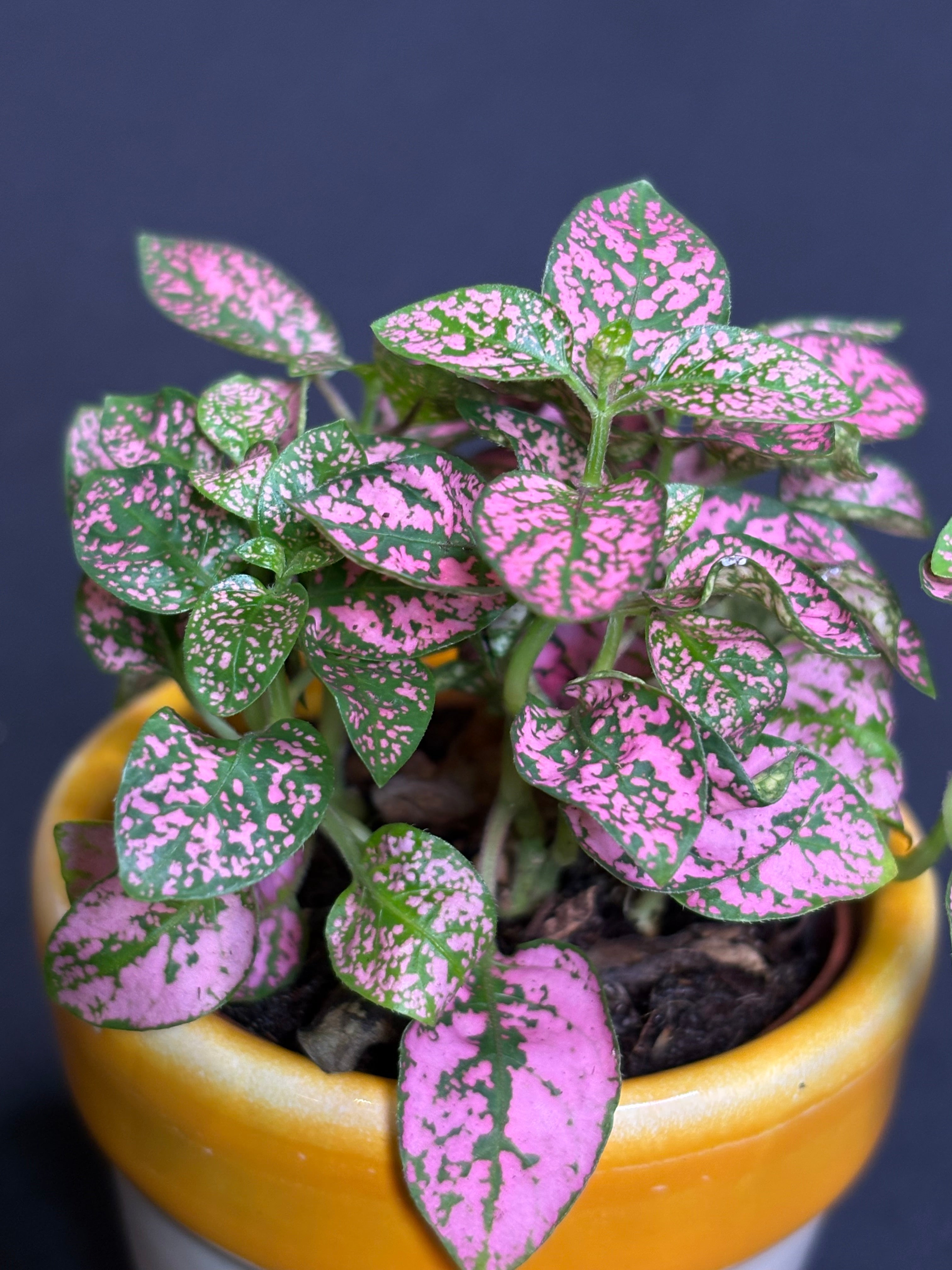 🌿"Polka Dot Plant" Hypoestes phyllostachya - 2in pot🌿
