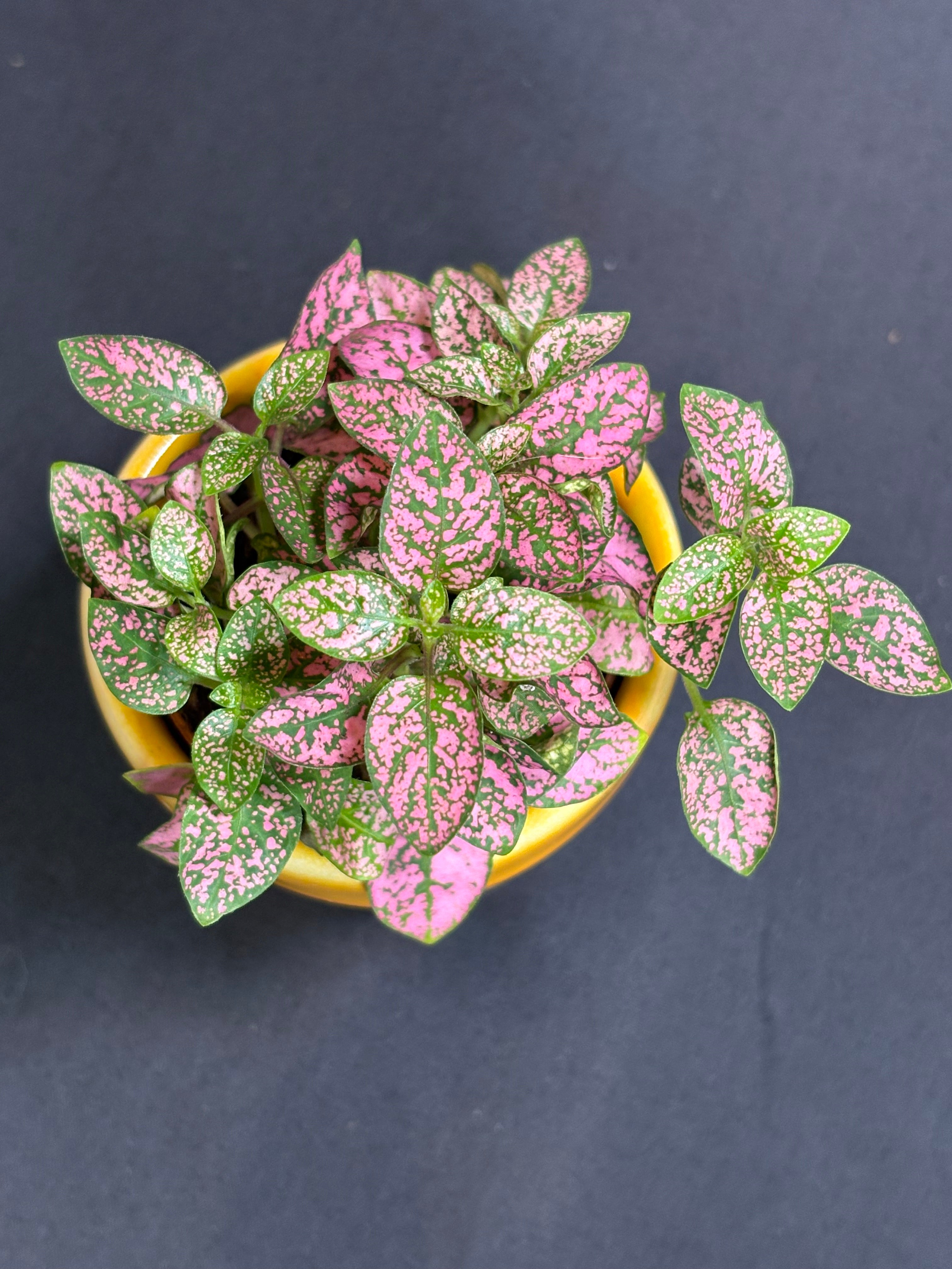 🌿"Polka Dot Plant" Hypoestes phyllostachya - 2in pot🌿